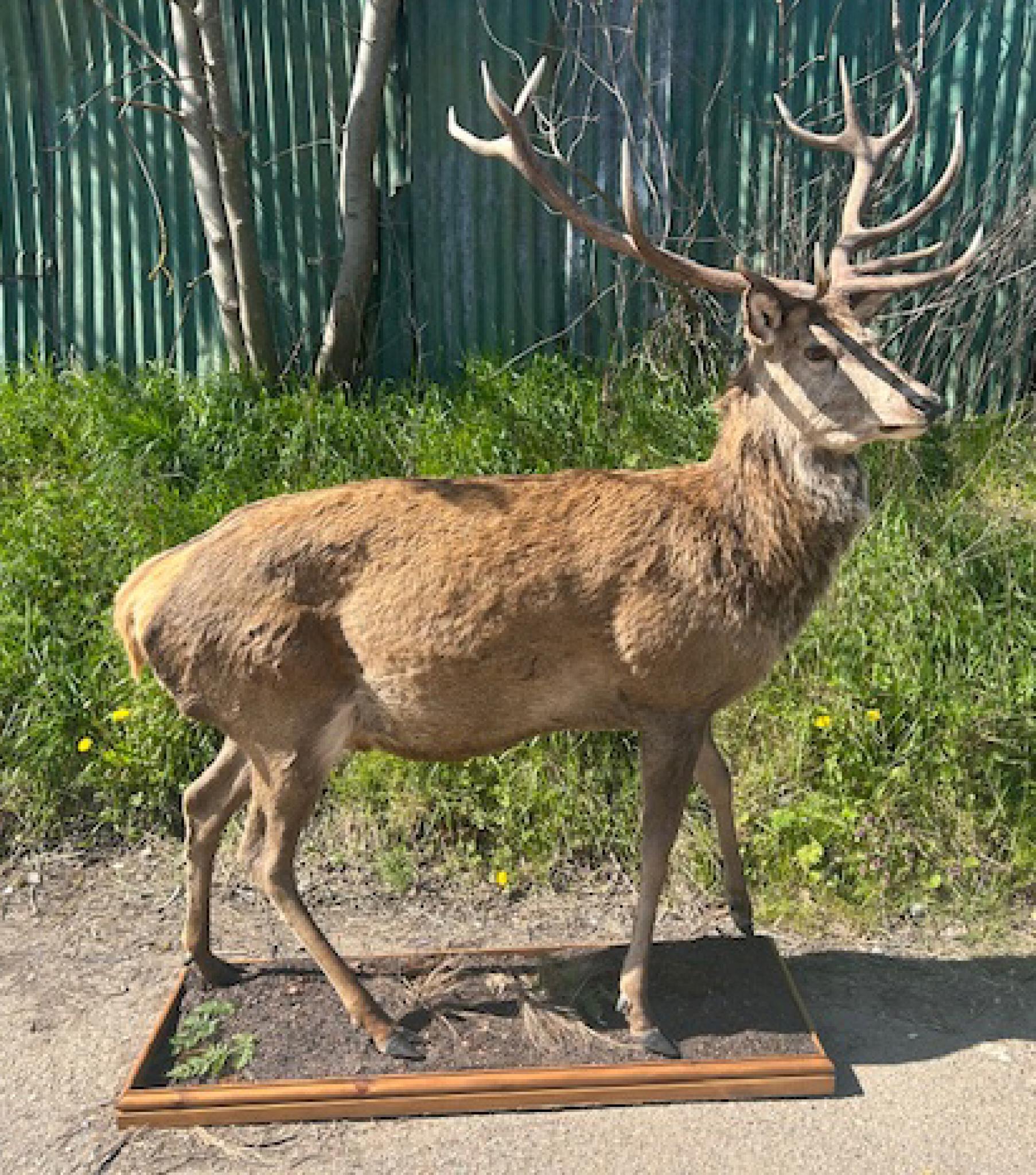 Étude taxidermique victorienne d'un cerf écossais des Highlands
Ce cerf est daté d'environ 1860.
et auraient été préparés et traités à l'origine dans un centre de soins d'Édimbourg.  Studio 
Ce type d'objet unique n'est pas souvent mis sur le marché