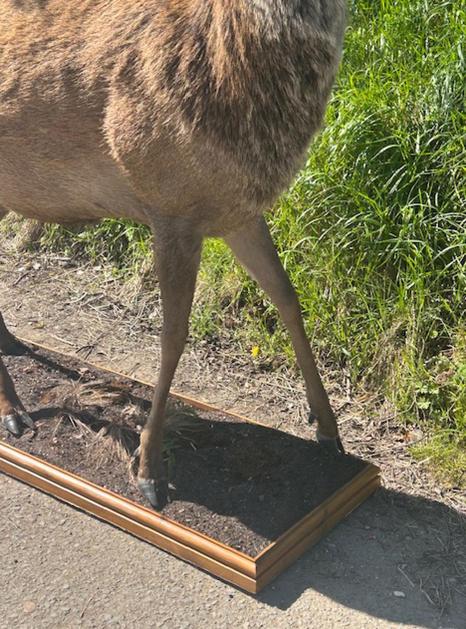 Taxidermie victorienne des Highlands écossais Monarch Of The Glenn en vente 3