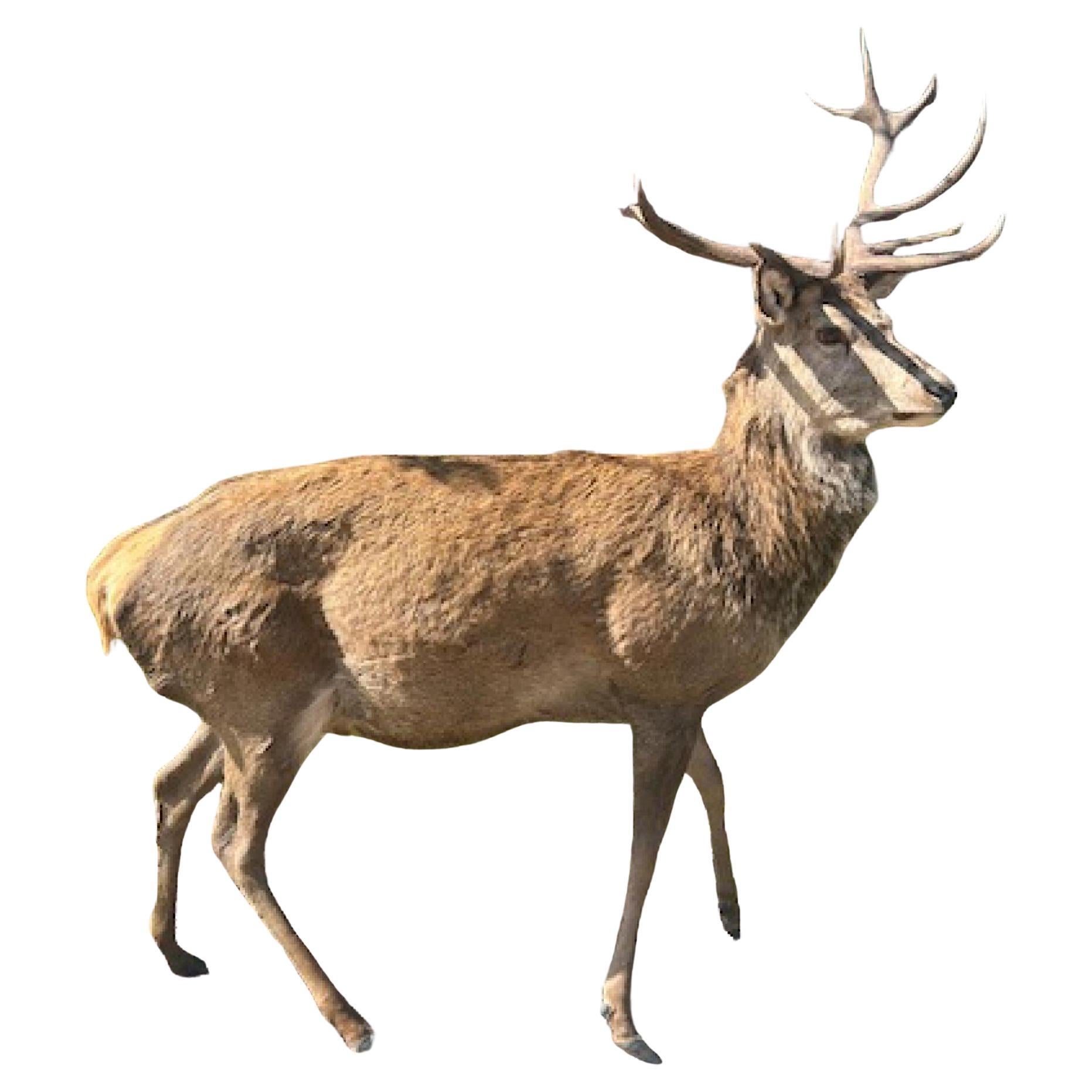 Taxidermie victorienne des Highlands écossais Monarch Of The Glenn en vente