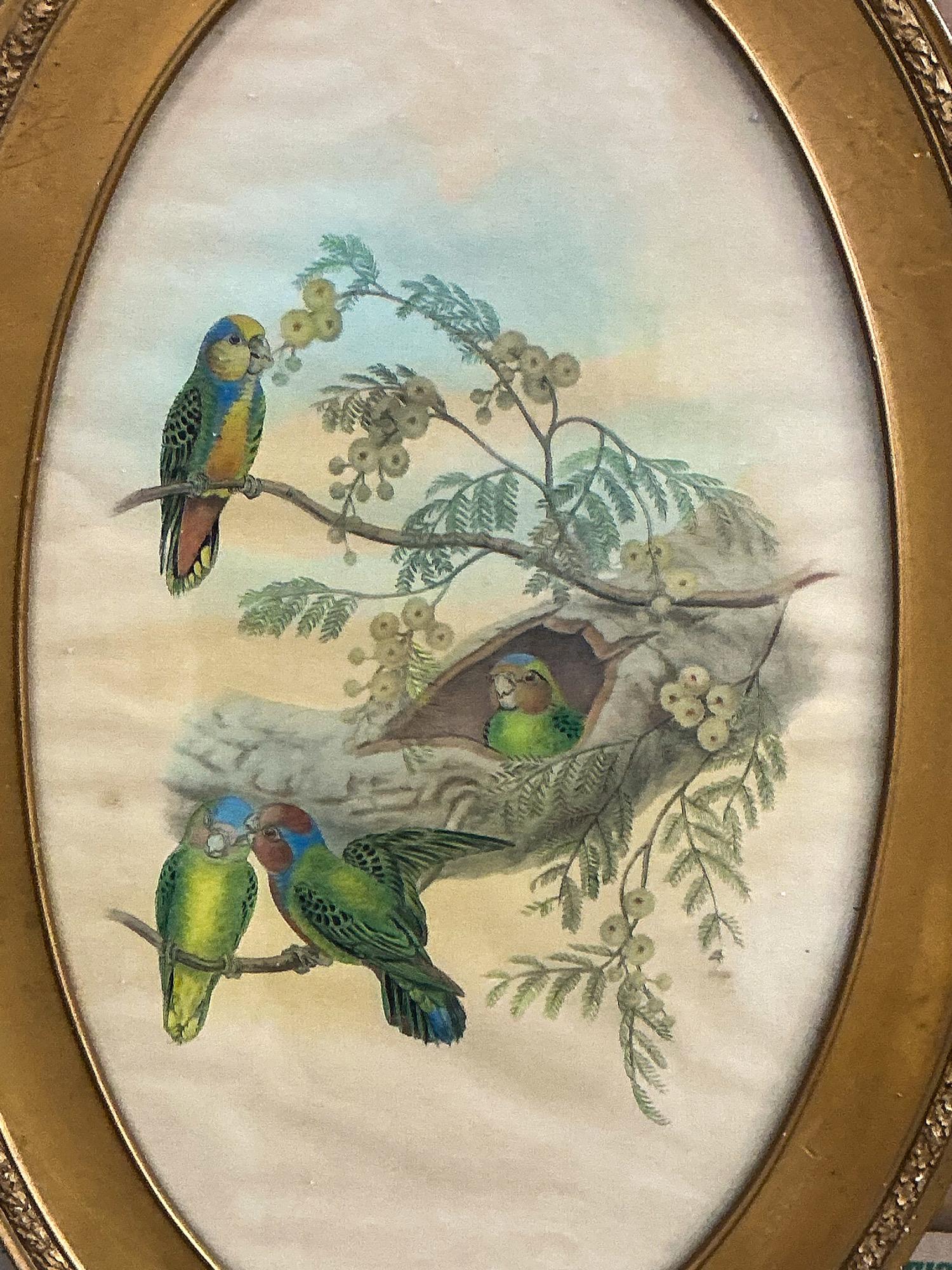 Si tratta di un acquerello su carta in stile vittoriano che raffigura dei pappagalli tropicali tra il fogliame. È nella sua cornice originale in legno di Gilt. La scena ha uno sfondo simile a un tramonto. Non è firmato.