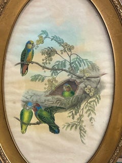 Victorian Style Framed Giltwood Watercolor On Paper Tropical Parrots / Birds