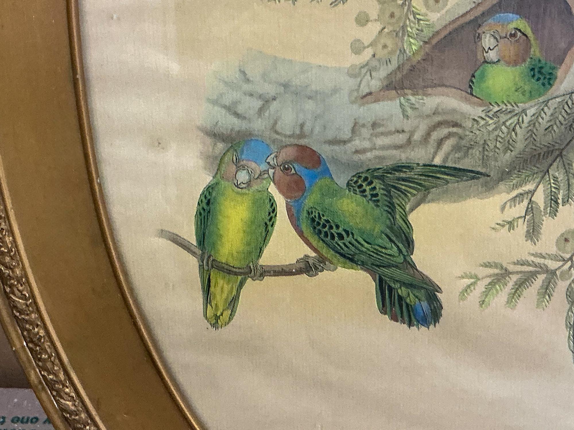 Acquerello su carta in legno dorato con cornice in stile vittoriano Pappagalli/uccelli tropicali In condizioni buone in vendita a Kennesaw, GA