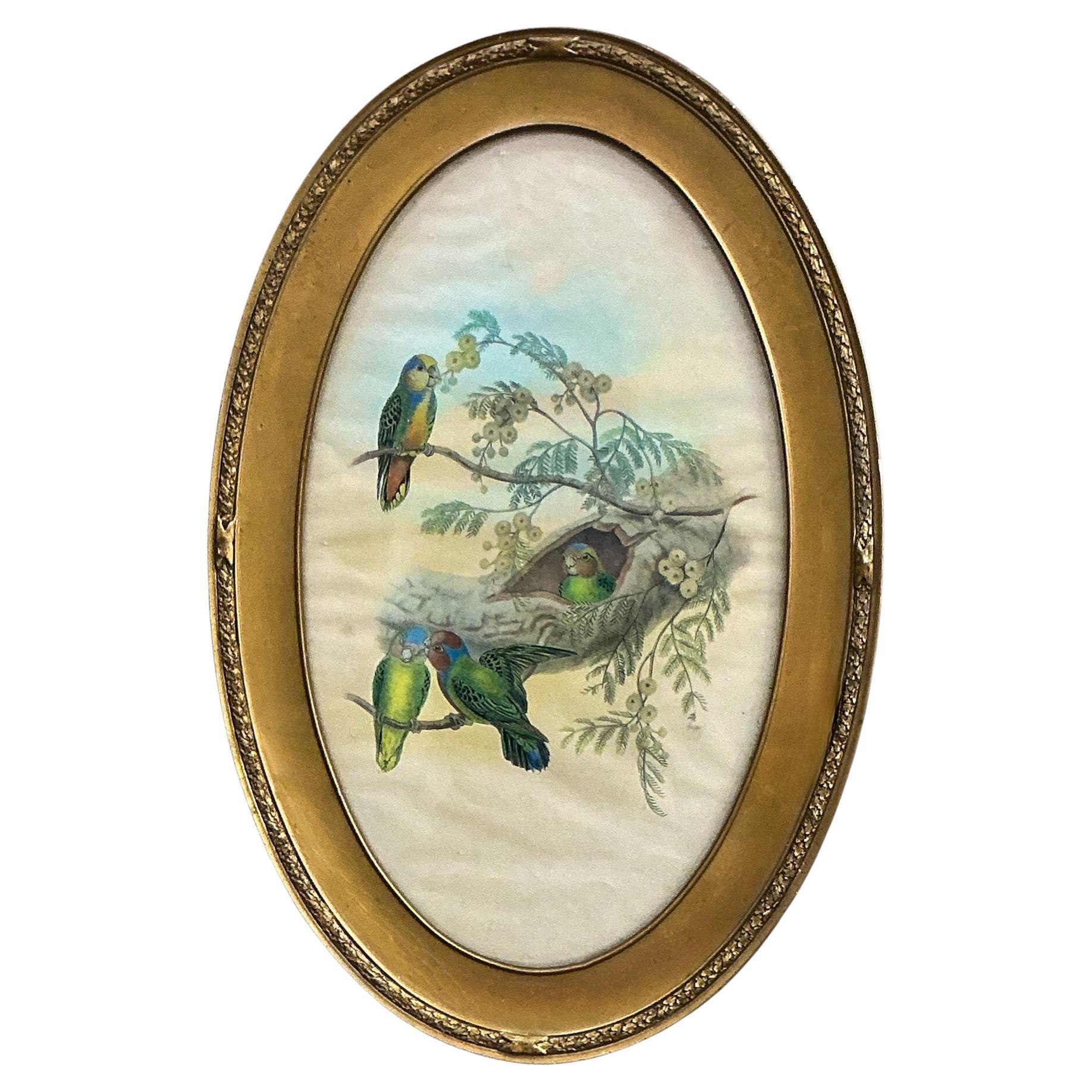 Aquarelle sur papier en bois doré encadrée de style victorien Perroquets / Oiseaux tropicaux