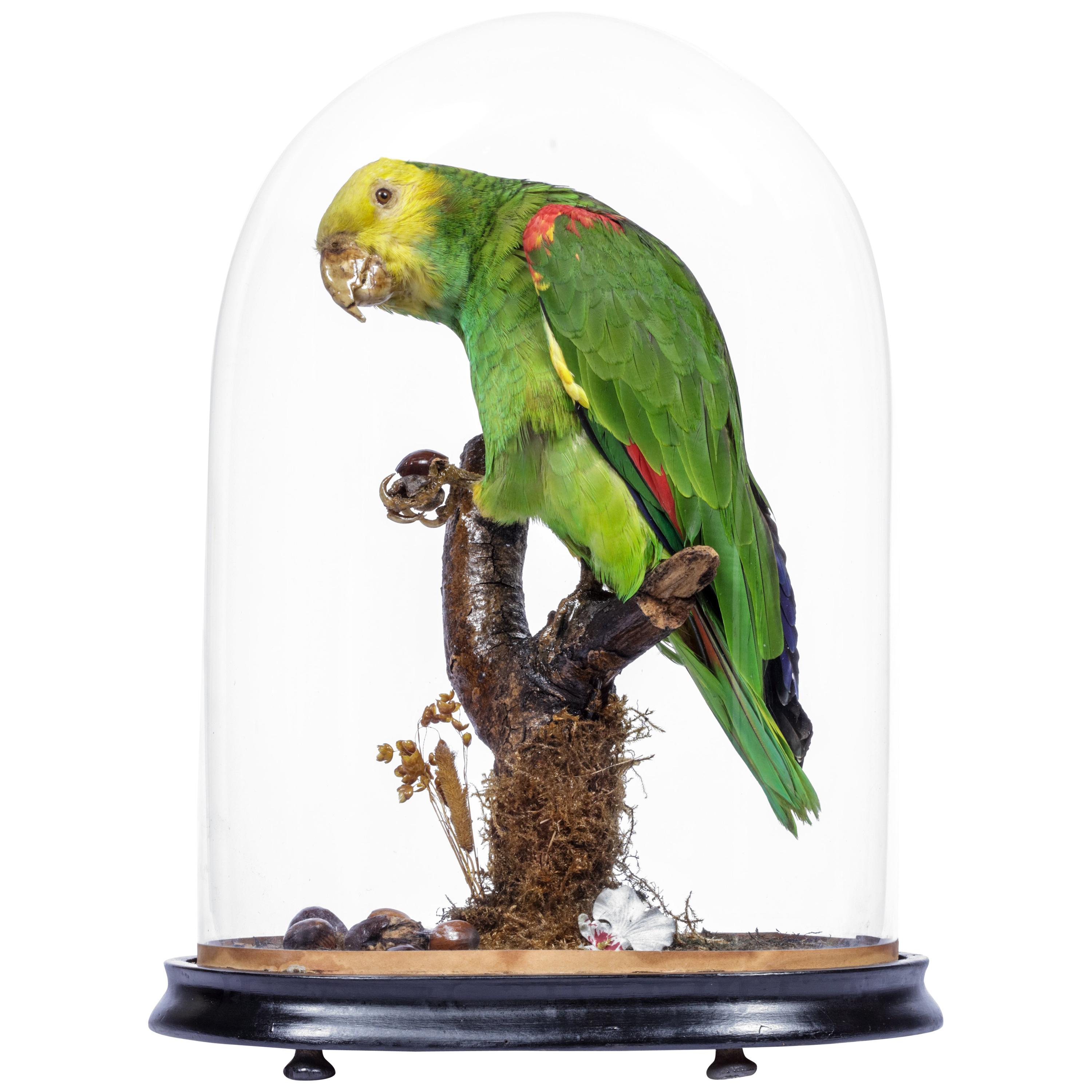 Victorian taxidermy Amazon Parrot under Dome