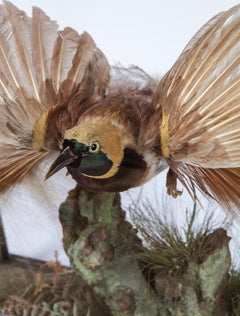 Victorian Taxidermy Bird of Paradise Attributed to Rowland Ward, 1848-1916