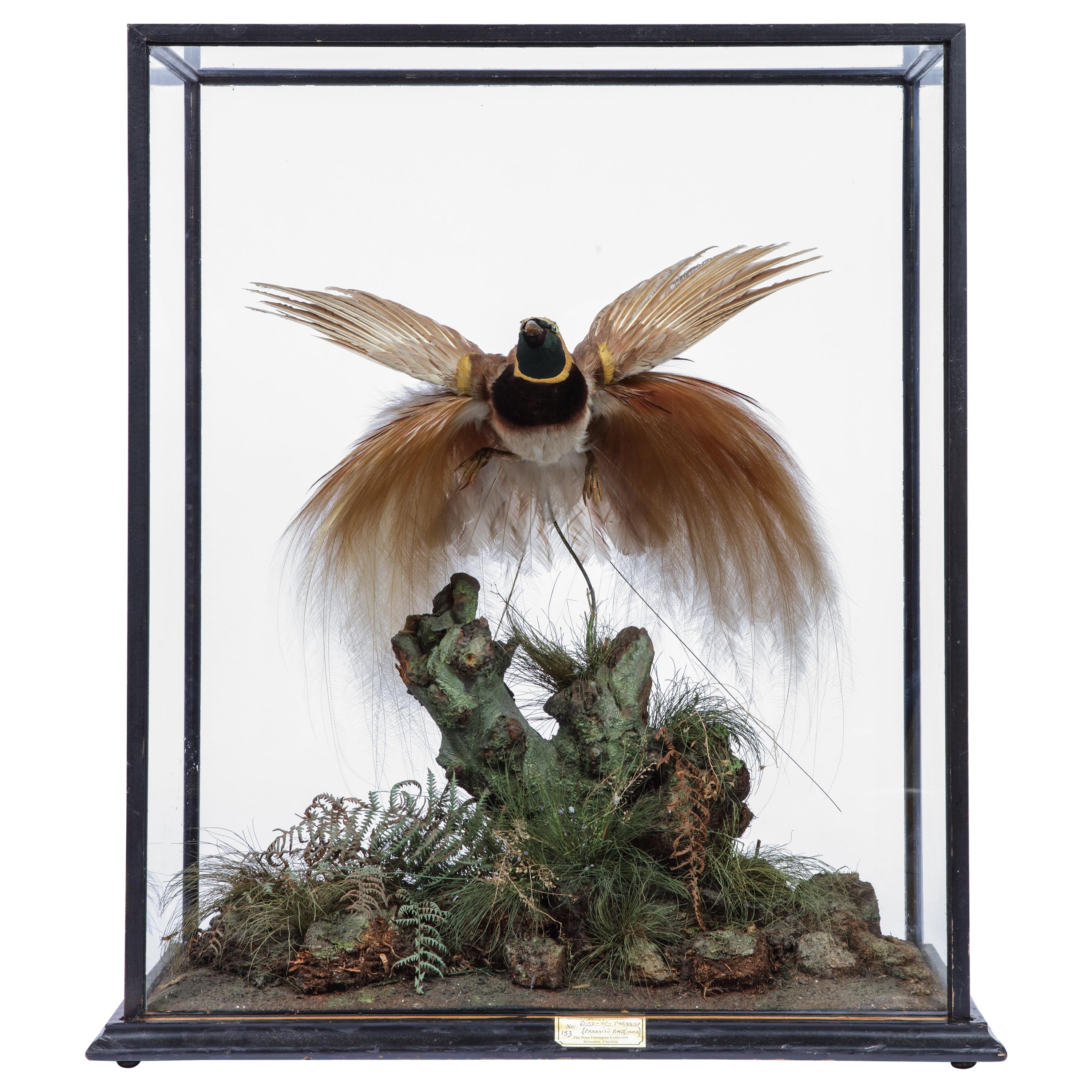 Victorian Taxidermy Bird of Paradise Attributed to Rowland Ward, 1848-1916 For Sale