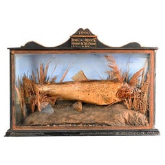 Victorian taxidermy brown trout folk art display