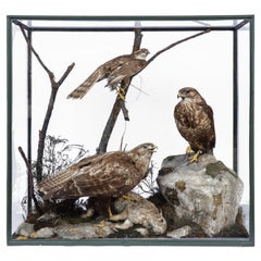 Victorian Taxidermy Buzzard and Sparrowhawk by Rowland Ward '1848-1912'