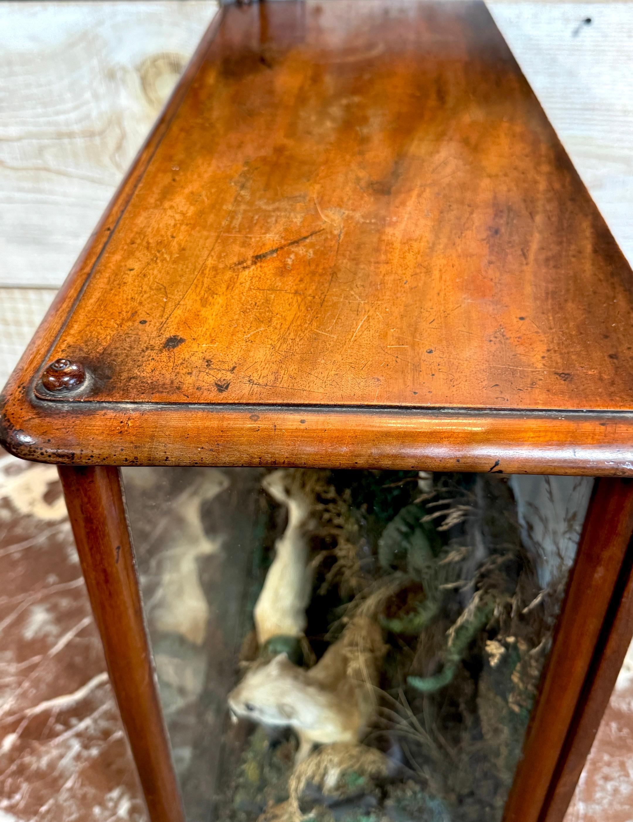 Diorama victoriano de taxidermia de cinco comadrejas en caja de diorama, hacia 1880 en venta 3