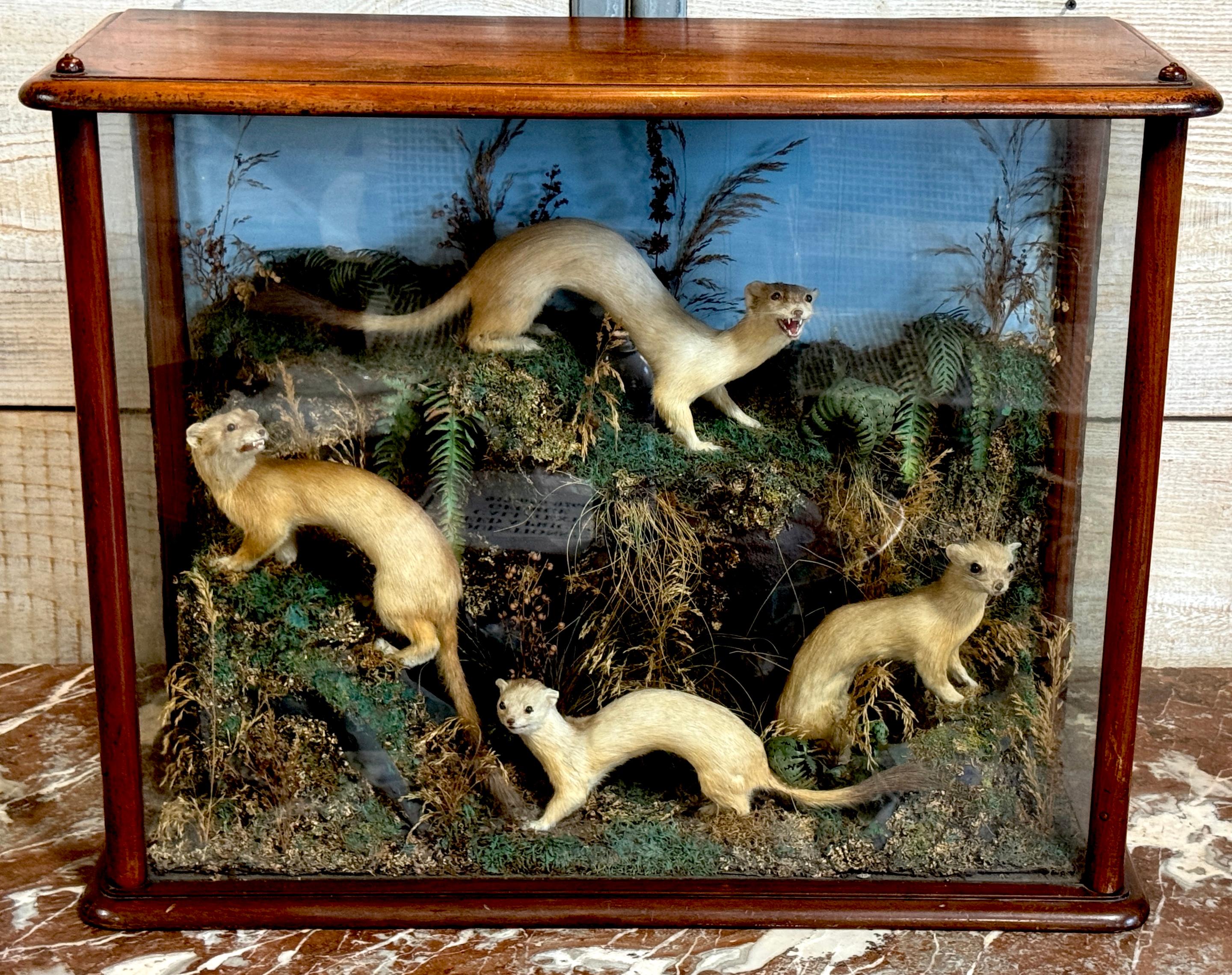 Diorama victoriano de taxidermia de cinco comadrejas en caja de diorama, hacia 1880

Se trata de una vitrina de taxidermia de historia natural de la época victoriana, probablemente de finales del siglo XIX (hacia 1880-1900). Presenta cinco