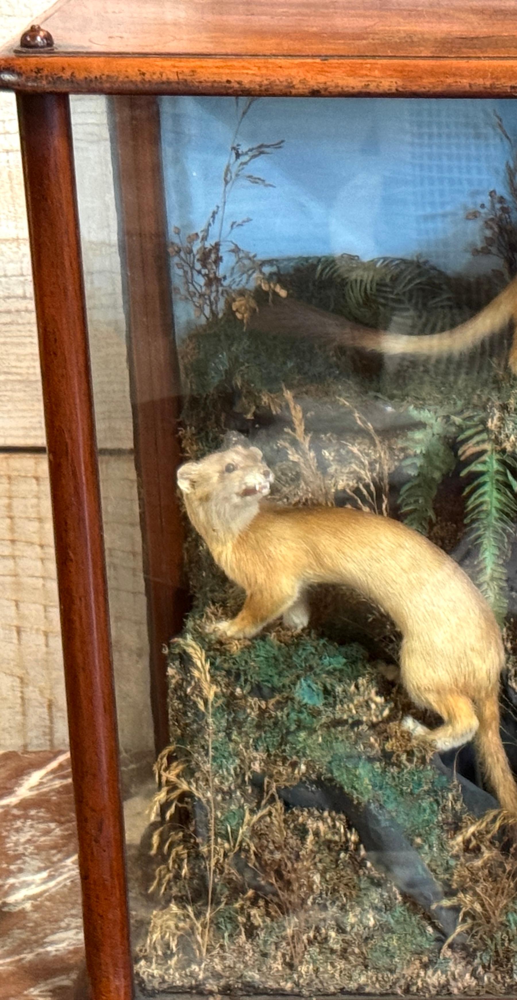 Diorama victoriano de taxidermia de cinco comadrejas en caja de diorama, hacia 1880 Alto victoriano en venta