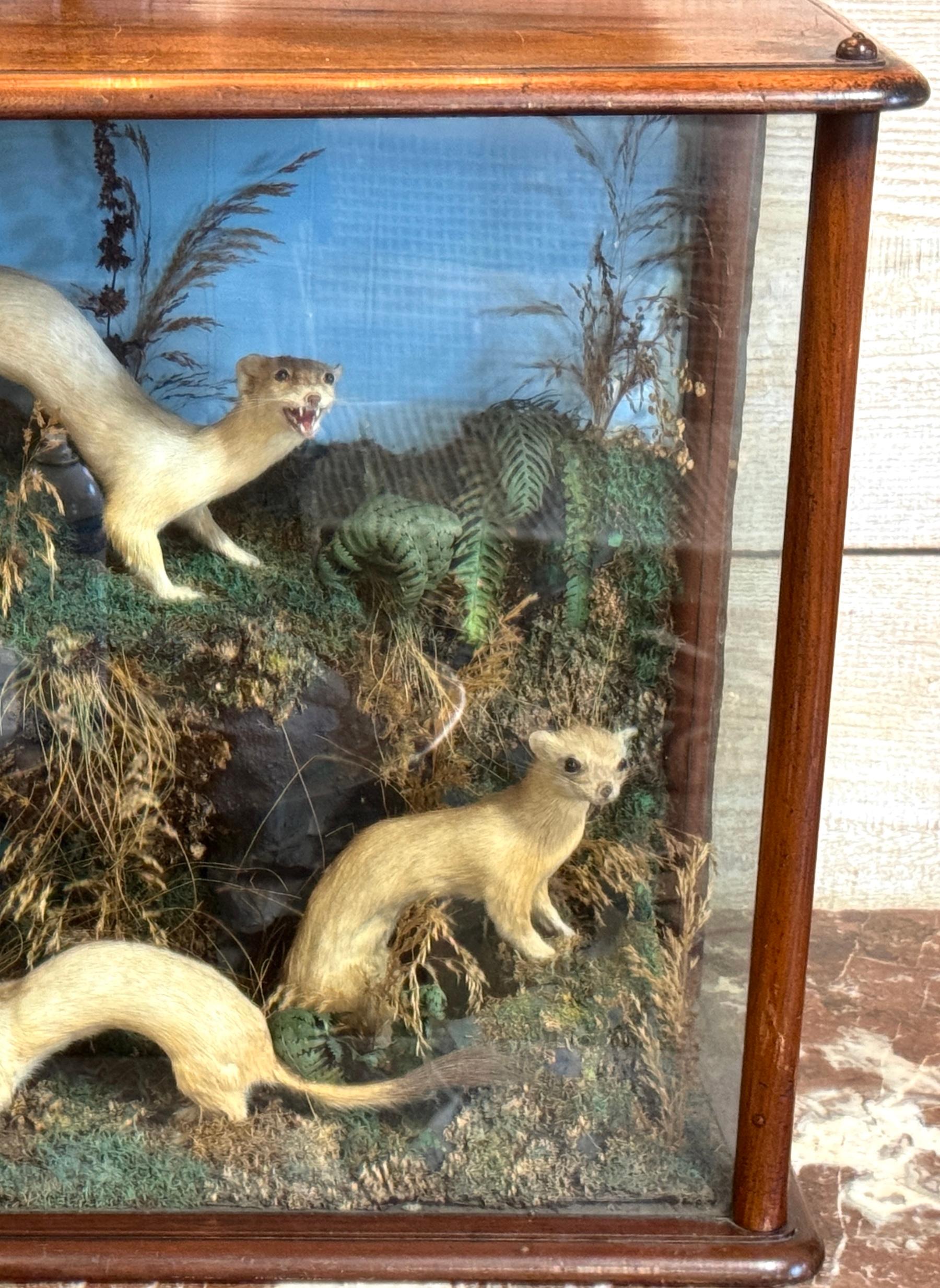 Diorama victoriano de taxidermia de cinco comadrejas en caja de diorama, hacia 1880 Inglés en venta