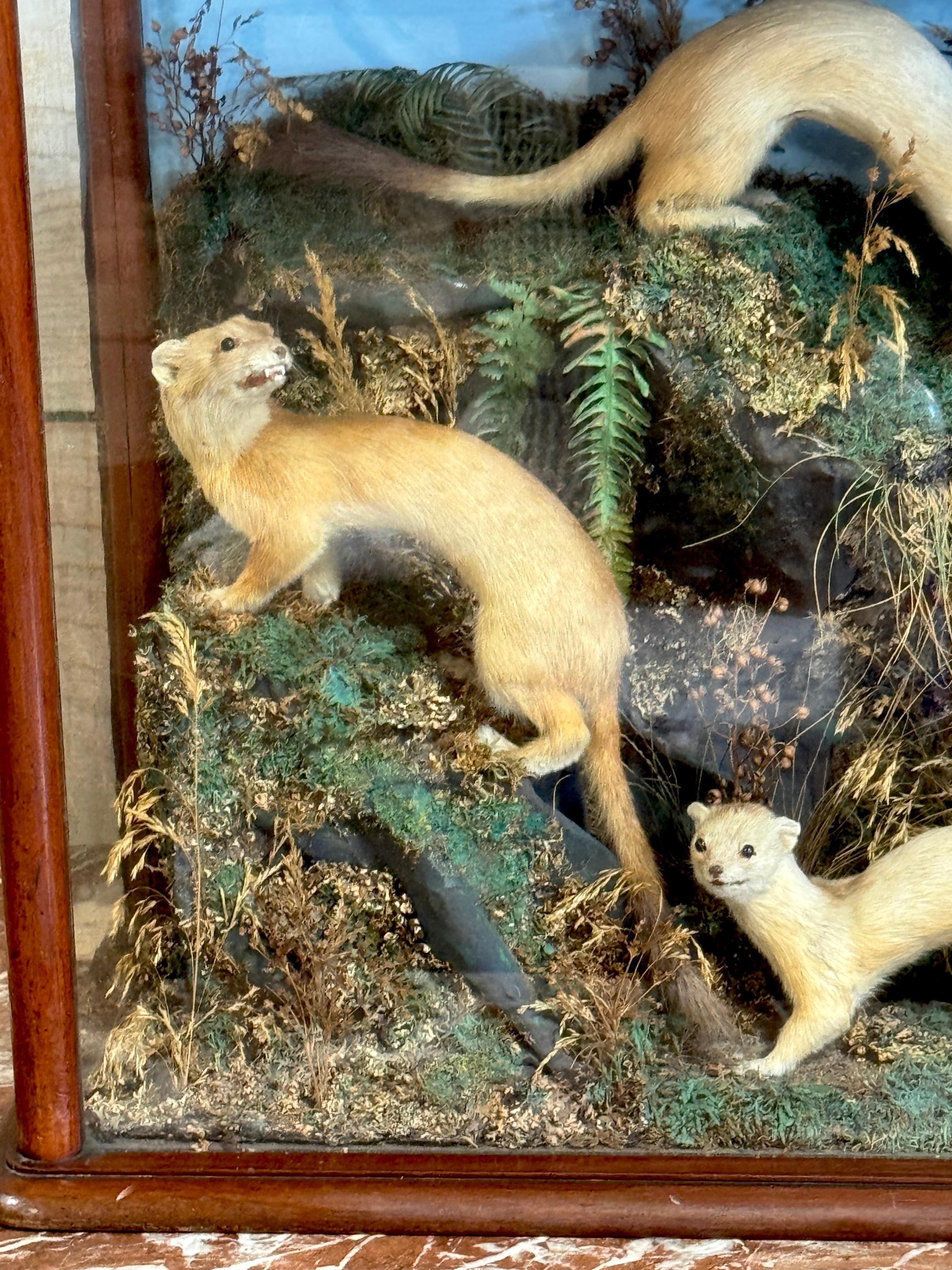 Diorama victoriano de taxidermia de cinco comadrejas en caja de diorama, hacia 1880 en Bueno estado para la venta en West Palm Beach, FL