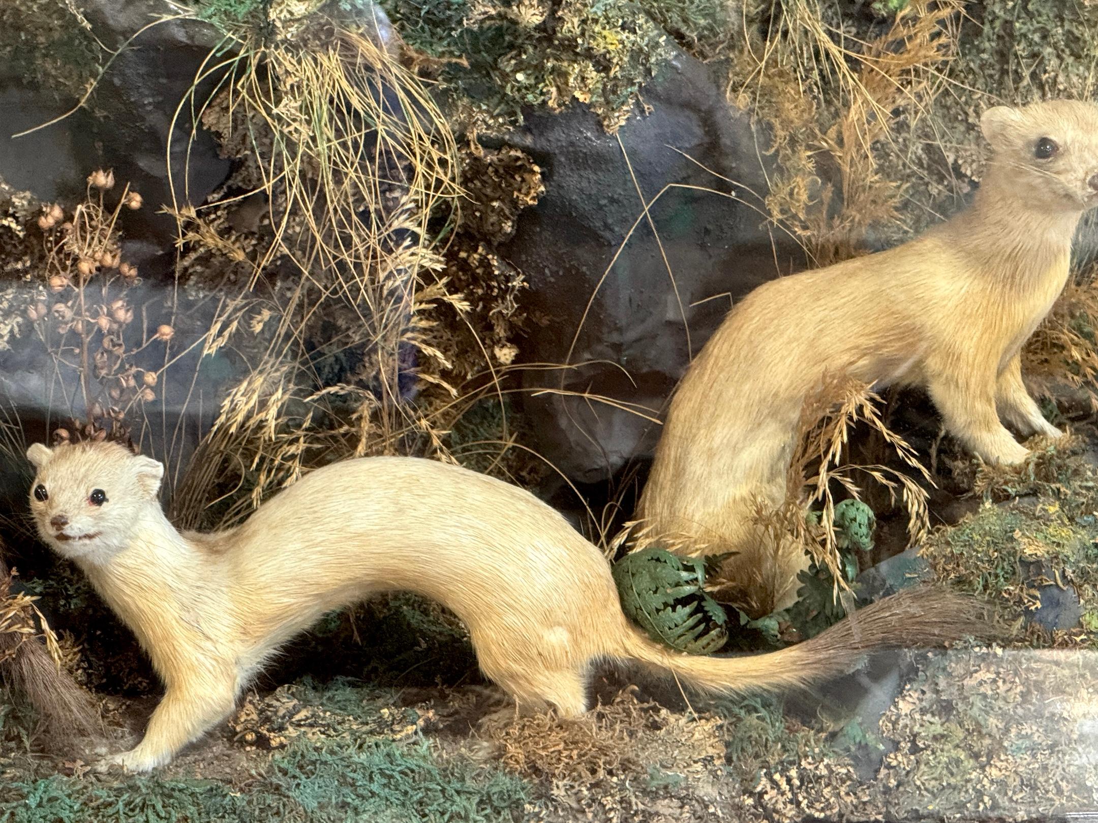 Diorama victoriano de taxidermia de cinco comadrejas en caja de diorama, hacia 1880 siglo XIX en venta