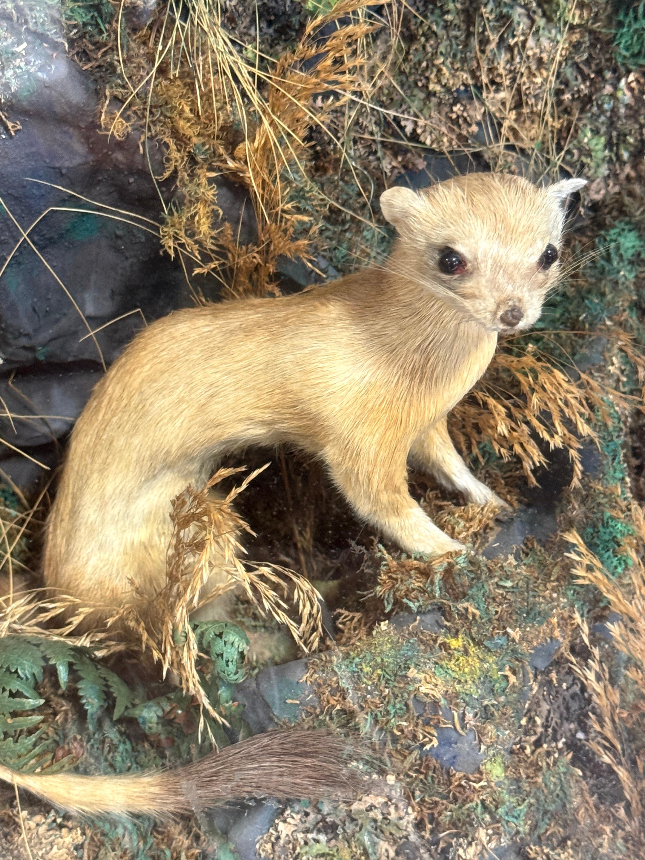 Diorama victoriano de taxidermia de cinco comadrejas en caja de diorama, hacia 1880 Vidrio en venta