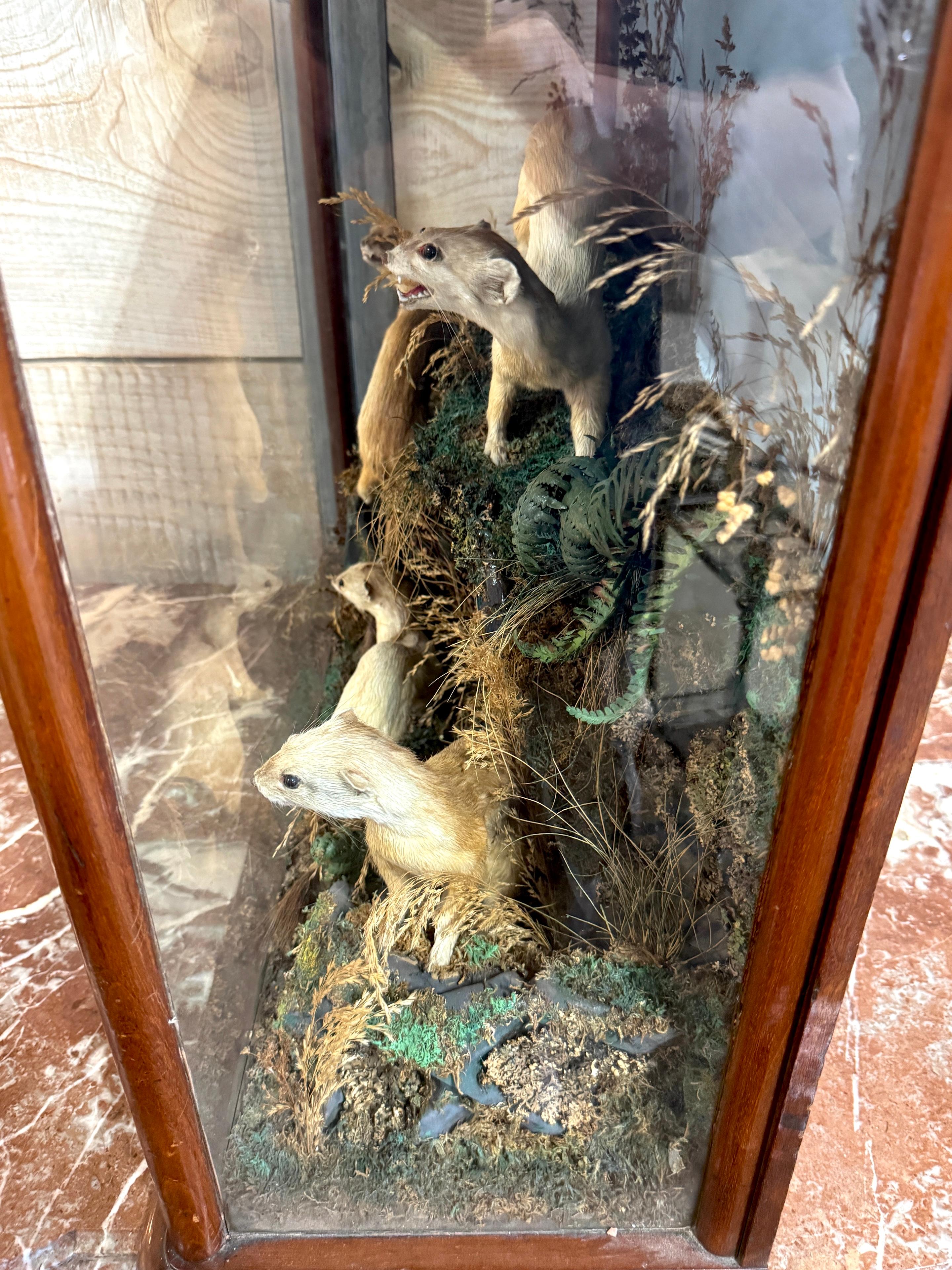 Diorama victoriano de taxidermia de cinco comadrejas en caja de diorama, hacia 1880 en venta 1