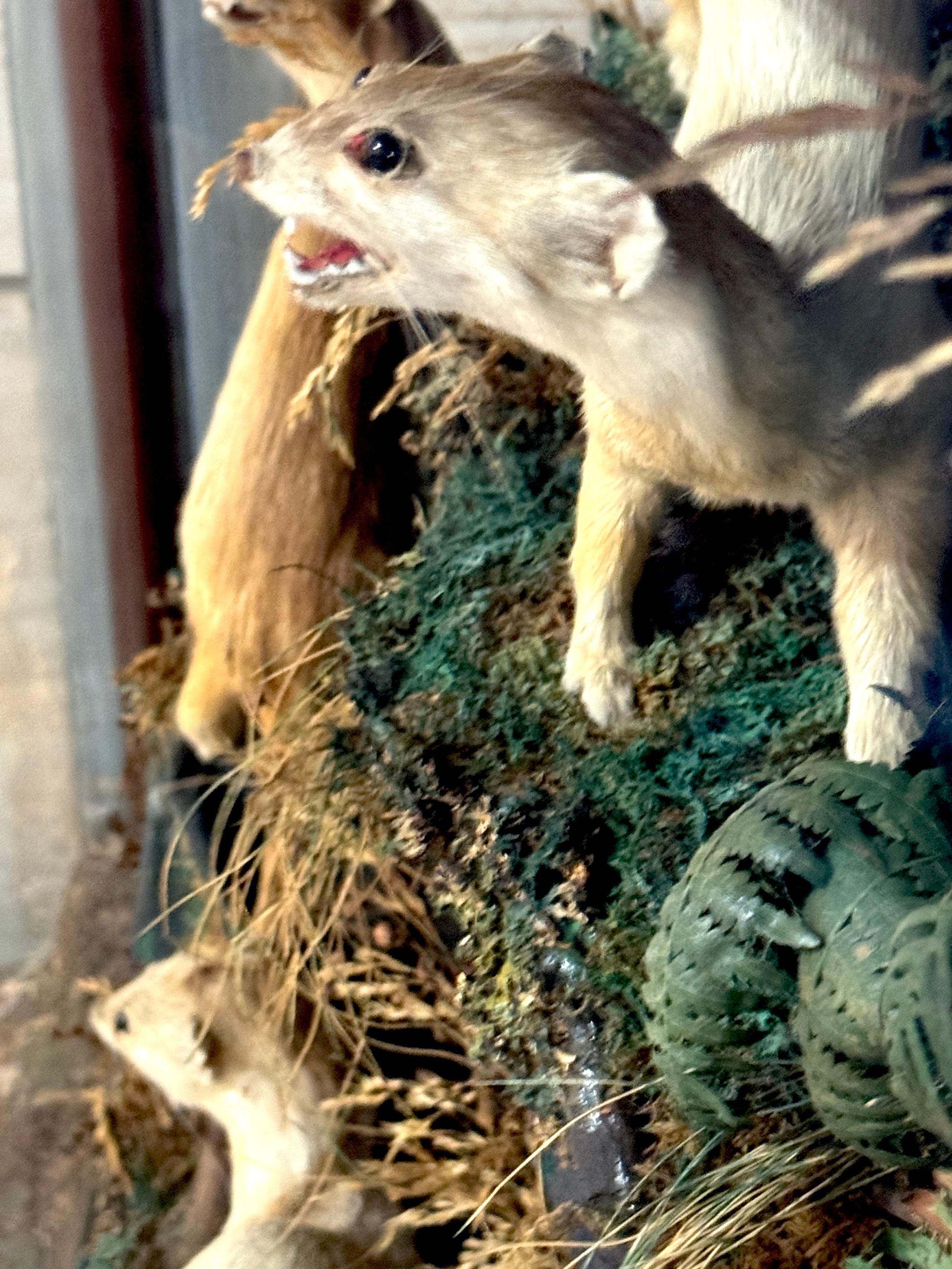 Diorama victoriano de taxidermia de cinco comadrejas en caja de diorama, hacia 1880 en venta 2