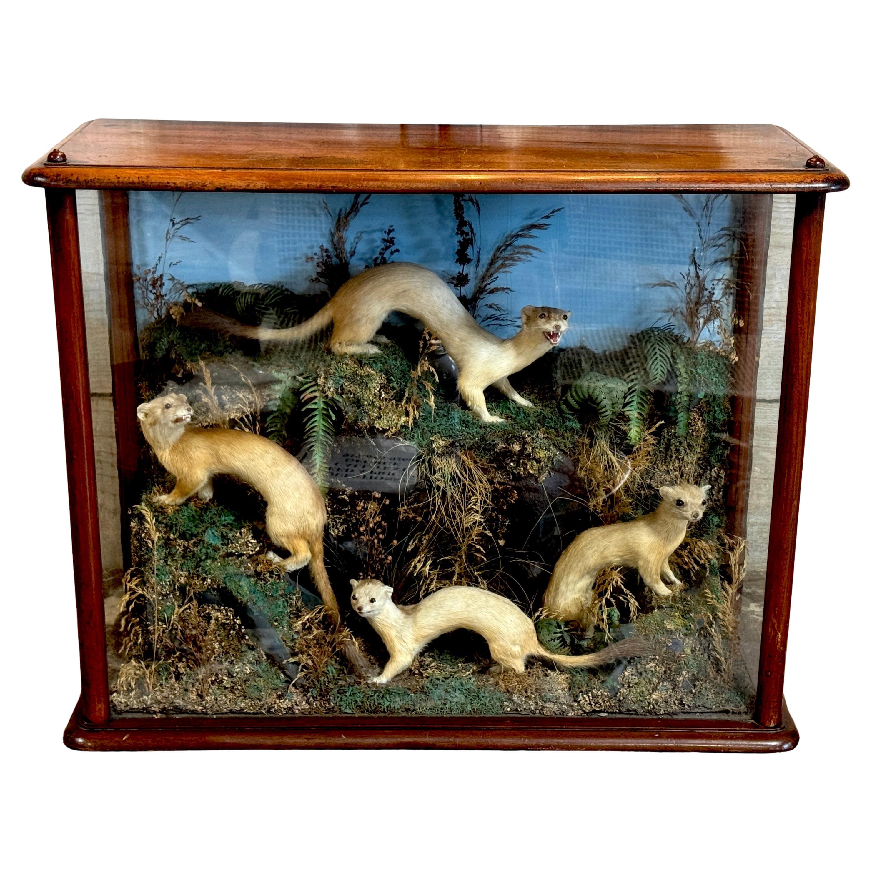 Diorama taxidermique victorien de cinq belettes dans une boîte à diorama, vers 1880
