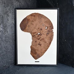 Orecchio di elefante vittoriano montato in ebano.