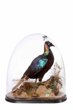 Victorian Taxidermy Himalayan Monal Pheasant by Edward Gerrard & Son