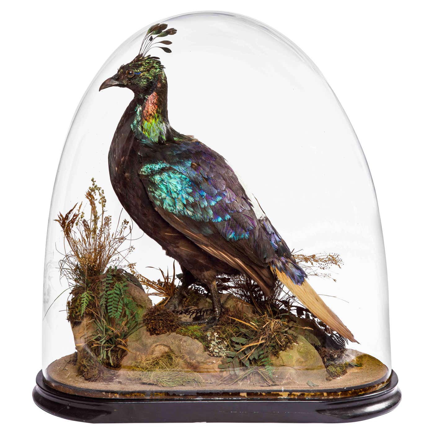 Victorian Taxidermy Himalayan Monal Pheasant by Edward Gerrard and Son