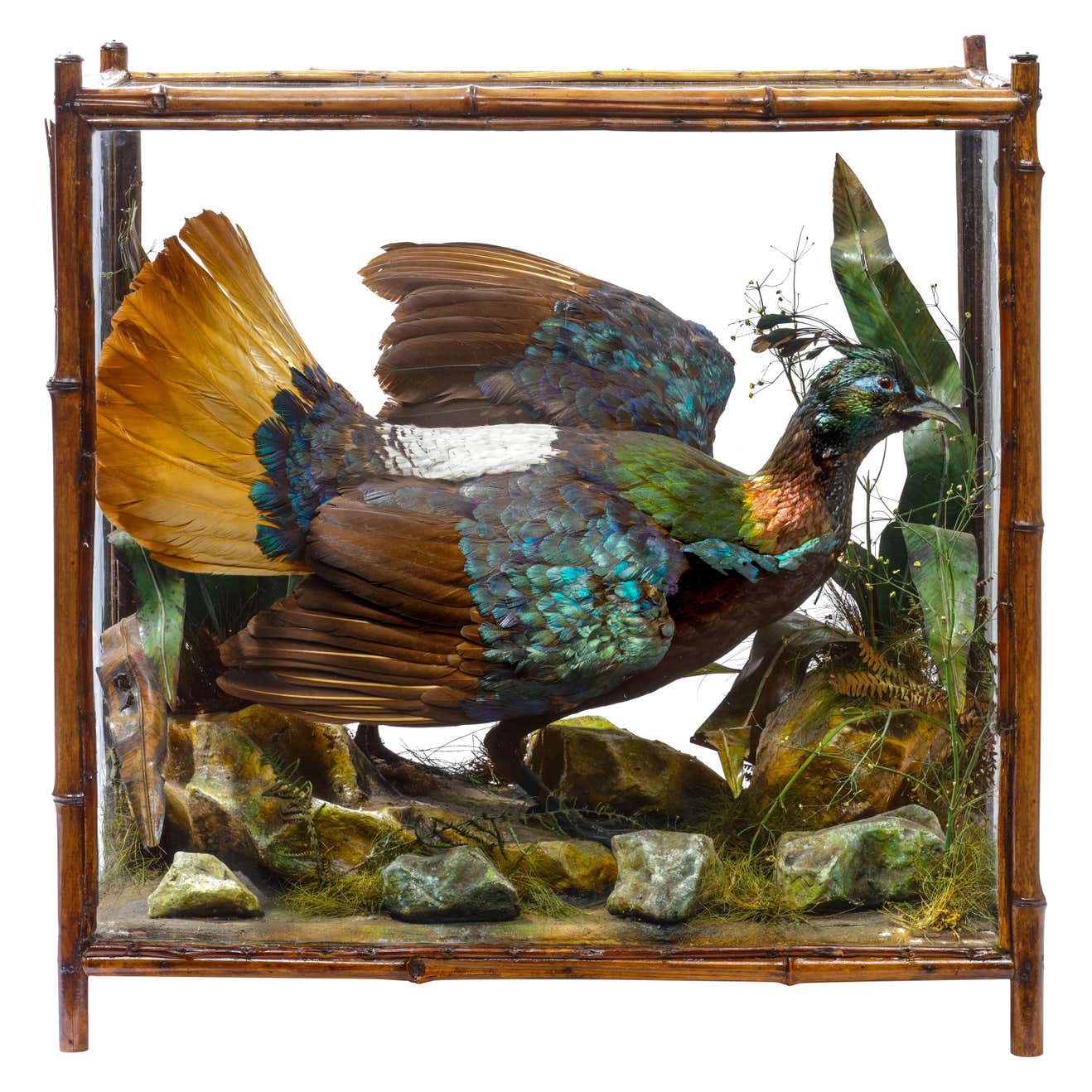 Victorian Taxidermy Himalayan Monal Pheasant by Rowland Ward, 18481916