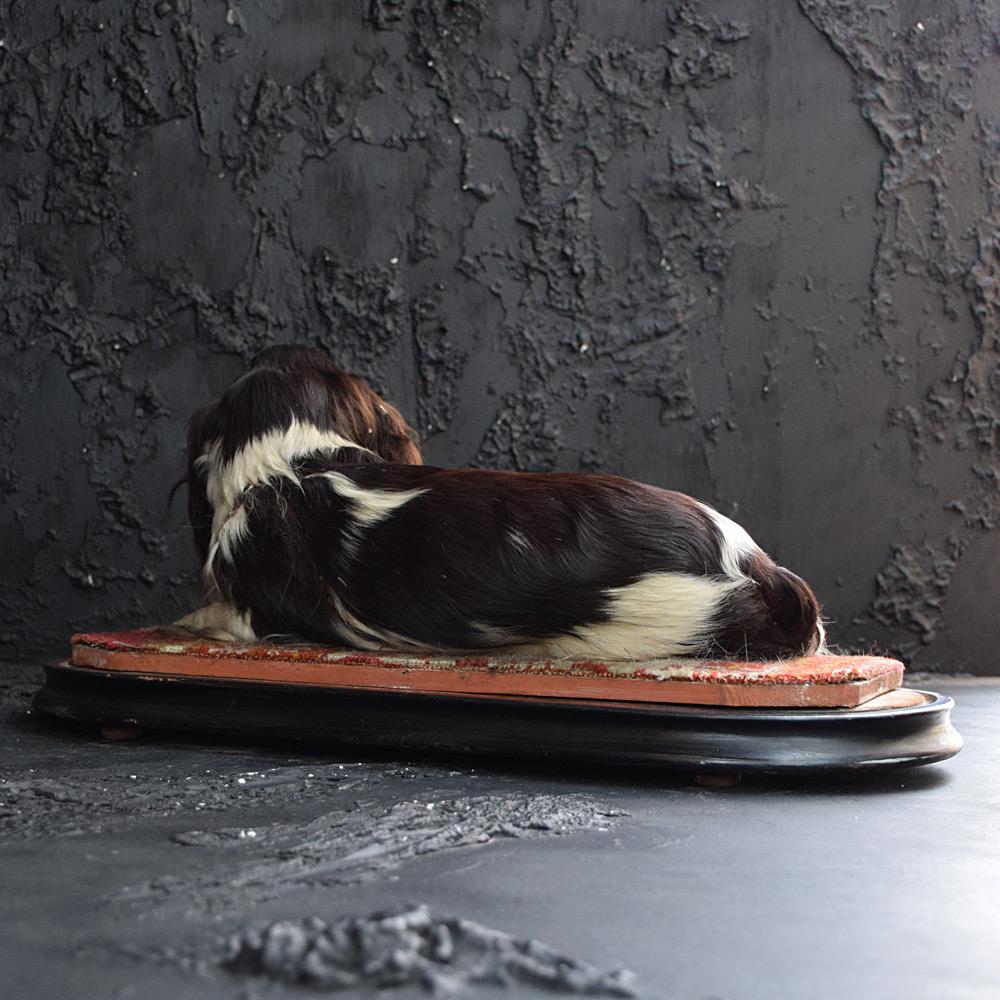Victorian Taxidermy King Charles Cavalier Spaniel 5