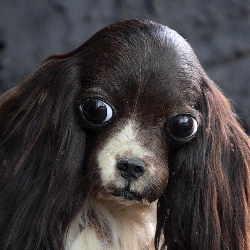 Victorian Taxidermy King Charles Cavalier Spaniel

An Early 20th Century King Charles Cavalier Spaniel, full mount Blenheim coloured (brown & white) dog in recumbent position, with head turning to the left upon a patterned carpet cushioned base,