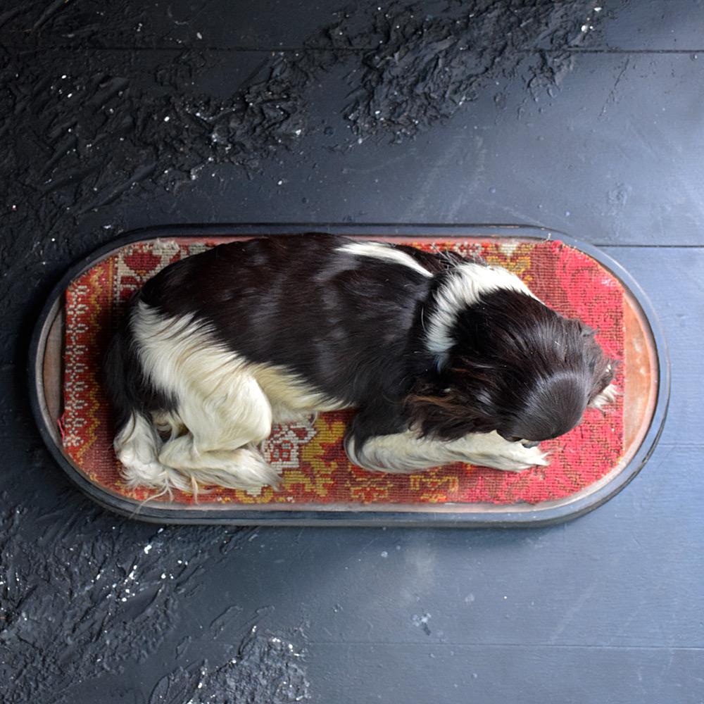 victorian taxidermy dog