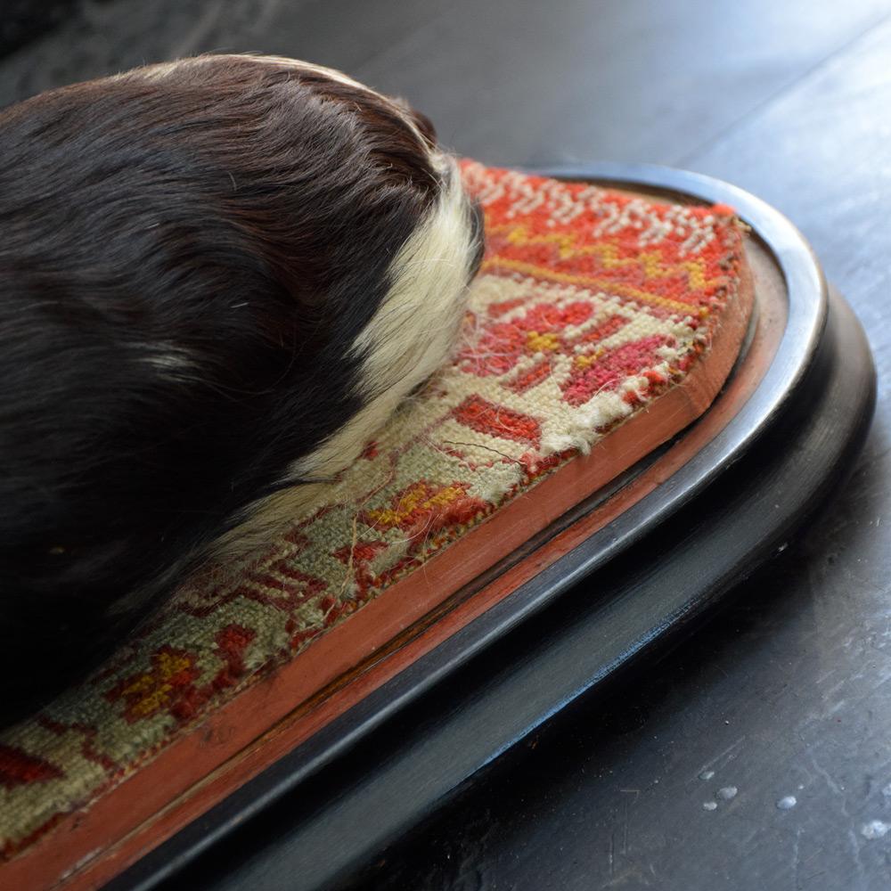 British Victorian Taxidermy King Charles Cavalier Spaniel