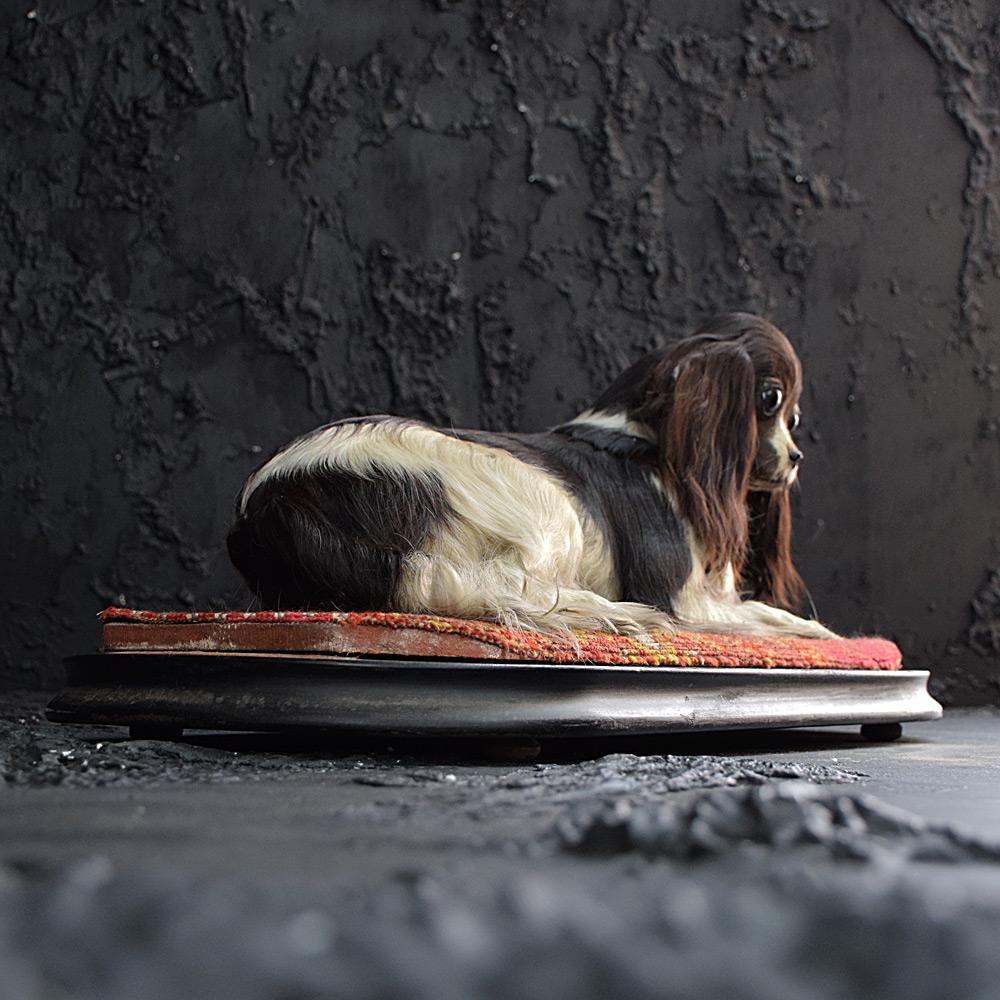 Hand-Crafted Victorian Taxidermy King Charles Cavalier Spaniel