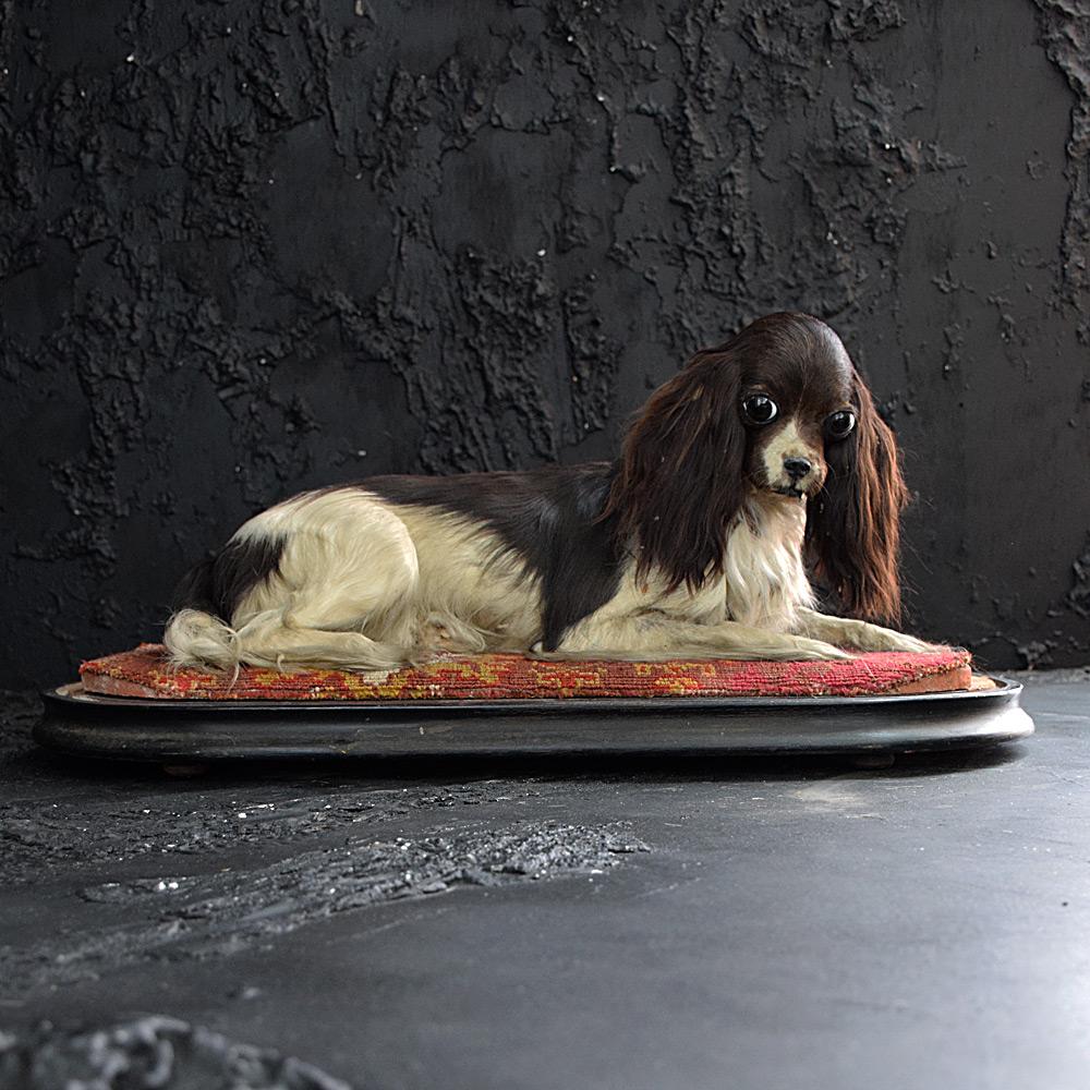Early 20th Century Victorian Taxidermy King Charles Cavalier Spaniel