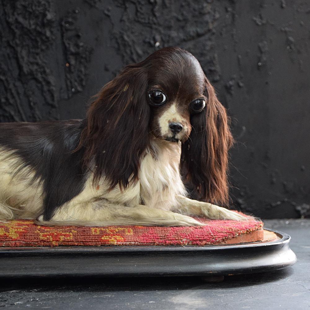 Natural Fiber Victorian Taxidermy King Charles Cavalier Spaniel