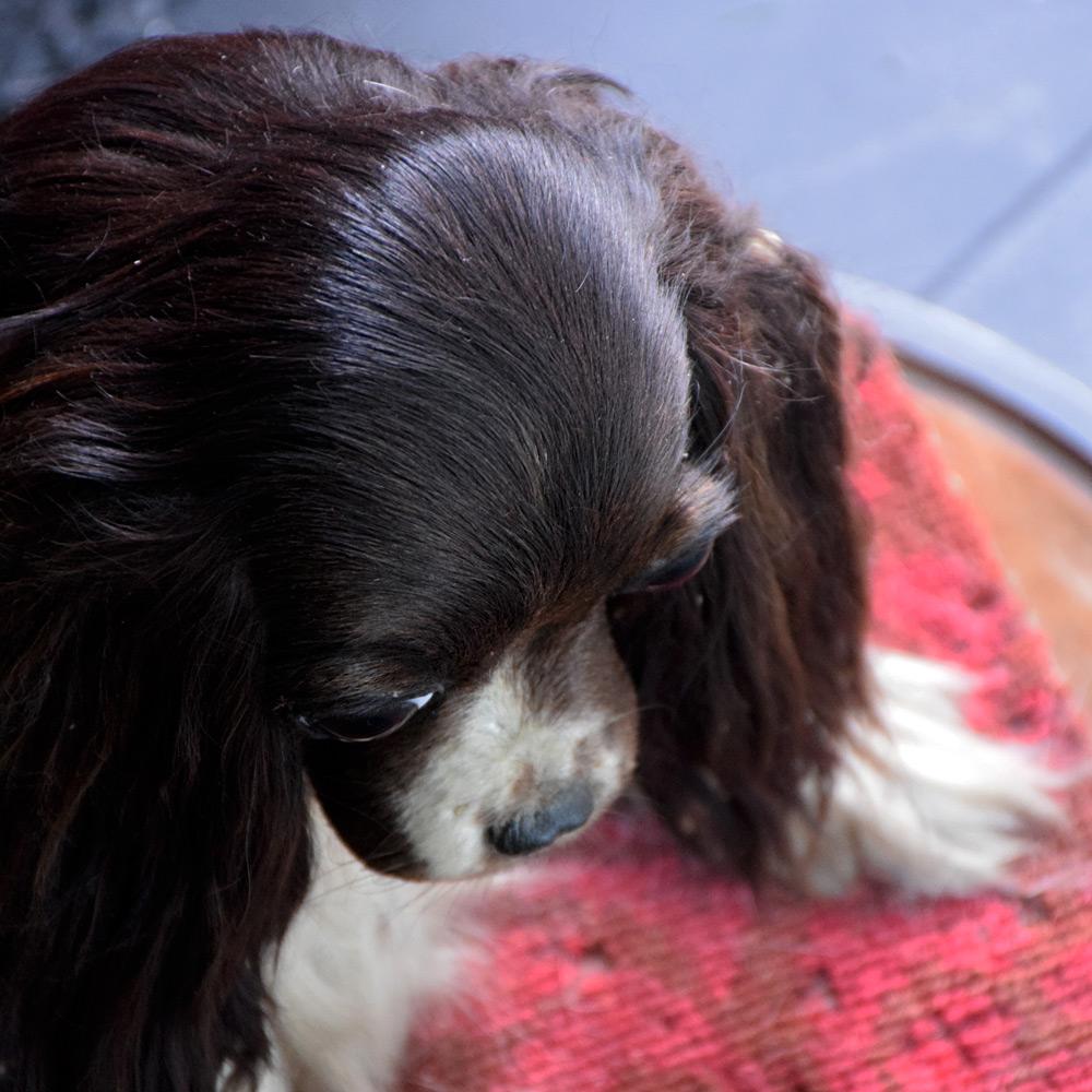Victorian Taxidermy King Charles Cavalier Spaniel 1