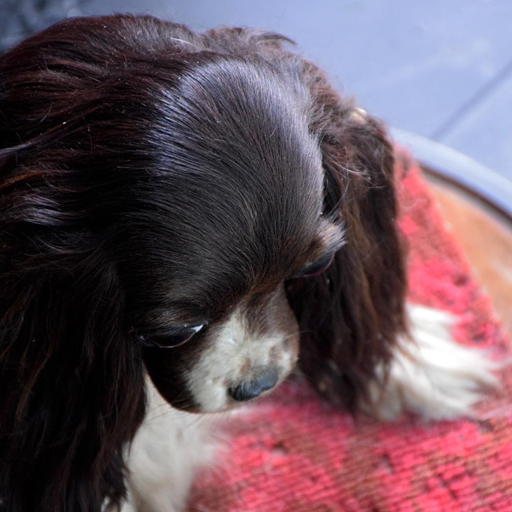 Victorian Taxidermy King Charles Cavalier Spaniel 2