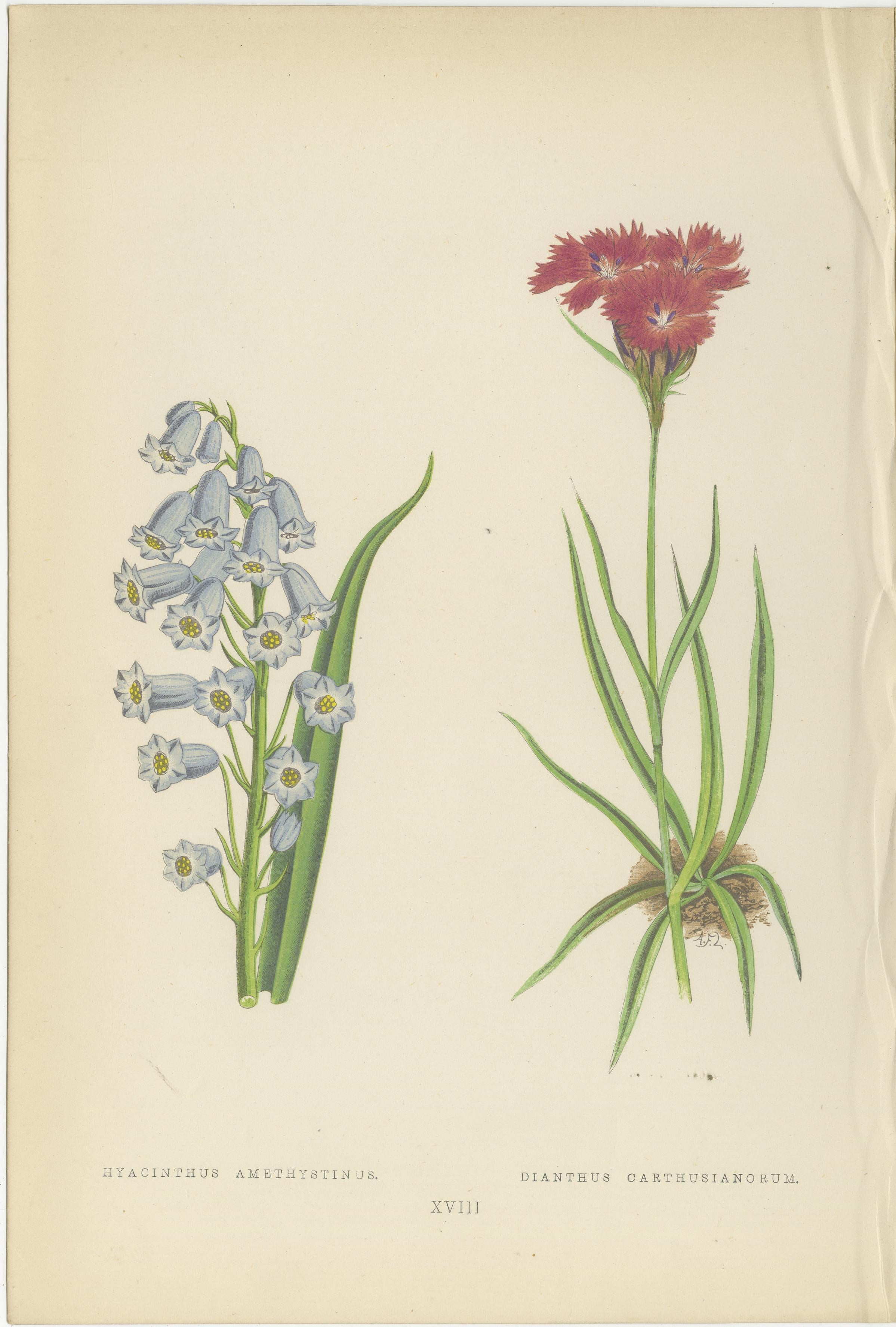 Victorian Triptych of Alpine Flowers from Alpine Plants by David Wooster 1874

This rare and visually striking triptych features three original hand-coloured lithographs from the celebrated 1874 publication Alpine Plants, edited by David Wooster and