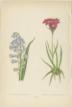 Victorian Triptych of Alpine Flowers from Alpine Plants by David Wooster 1874