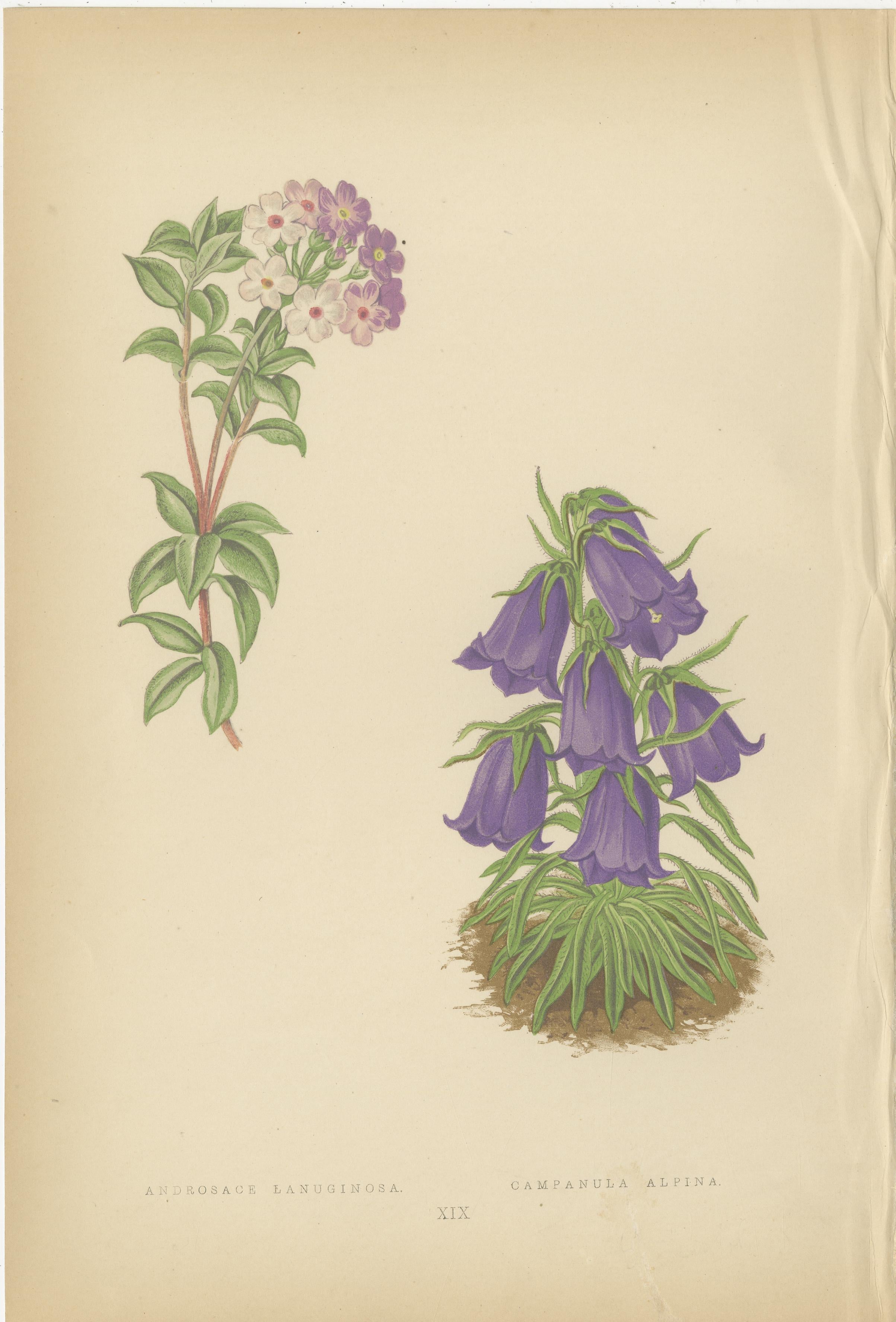 Victorian Triptych of Alpine Flowers from Alpine Plants by David Wooster 1874 In Good Condition For Sale In Langweer, NL