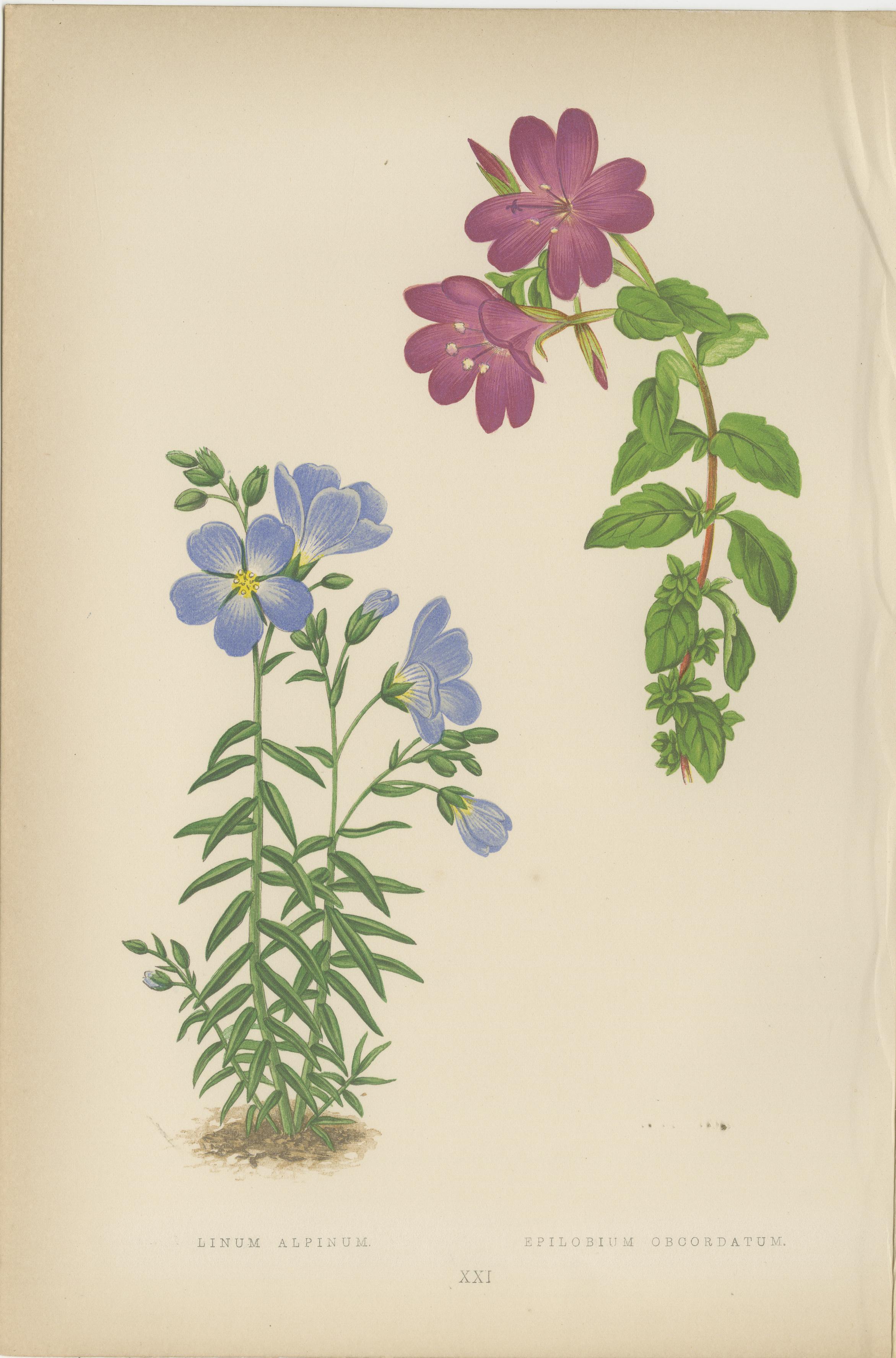 Late 19th Century Victorian Triptych of Alpine Flowers from Alpine Plants by David Wooster 1874 For Sale
