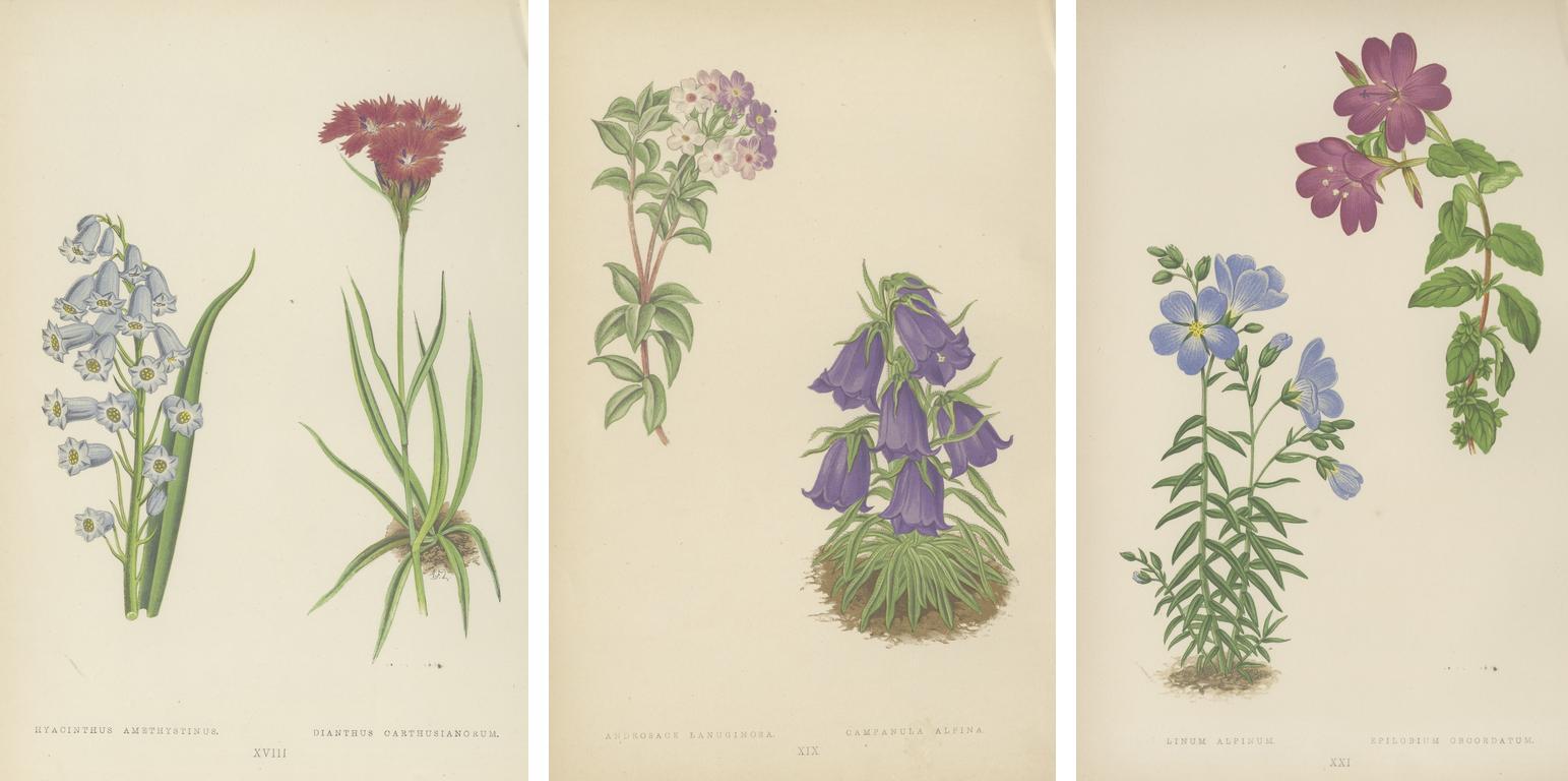 Paper Victorian Triptych of Alpine Flowers from Alpine Plants by David Wooster 1874 For Sale