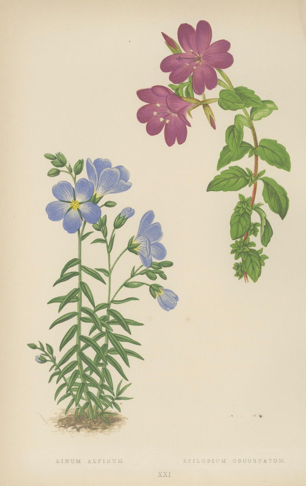 Victorian Triptych of Alpine Flowers from Alpine Plants by David Wooster 1874 For Sale 1
