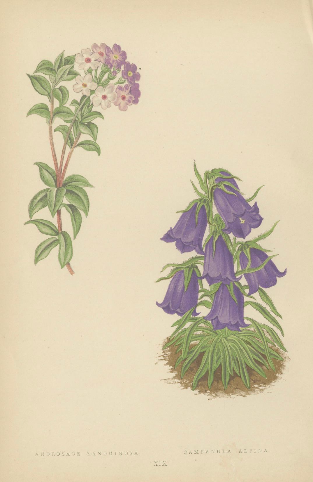 Victorian Triptych of Alpine Flowers from Alpine Plants by David Wooster 1874 For Sale 2