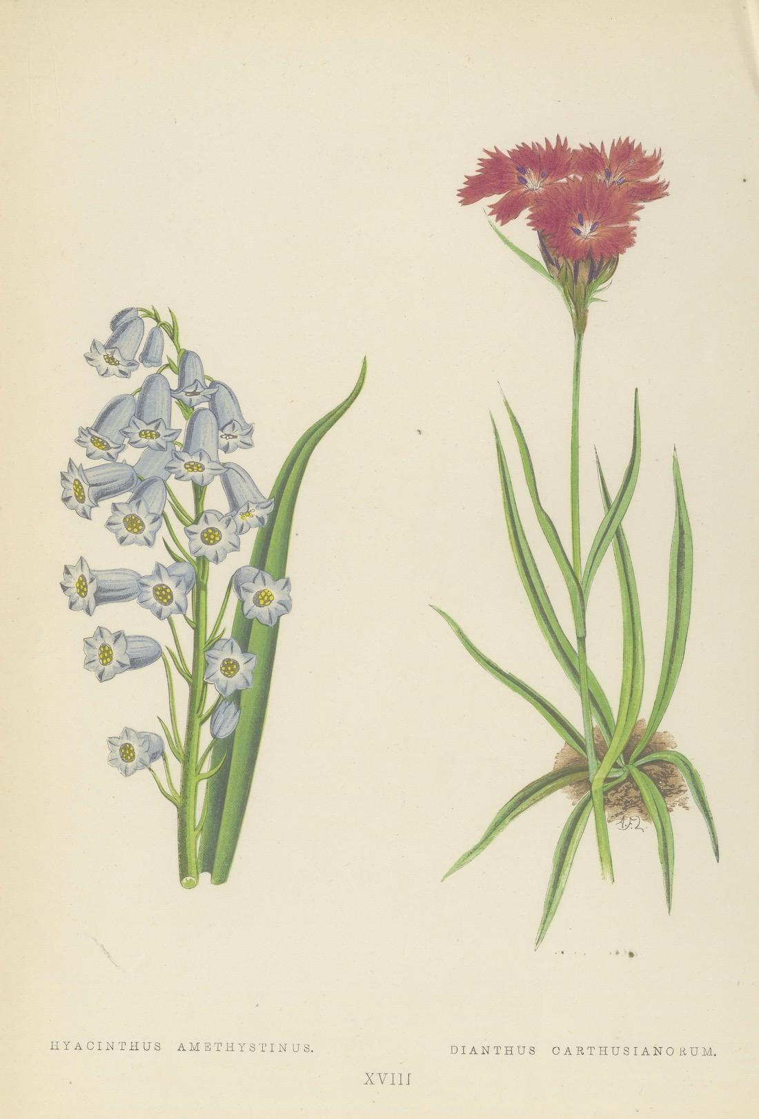 Victorian Triptych of Alpine Flowers from Alpine Plants by David Wooster 1874 For Sale 3