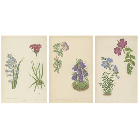 Victorian Triptych of Alpine Flowers from Alpine Plants by David Wooster 1874