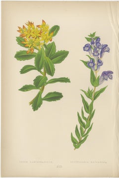 Victorian Triptych of Alpine Flowers with Gentian, Cyclamen and Sedum 1874
