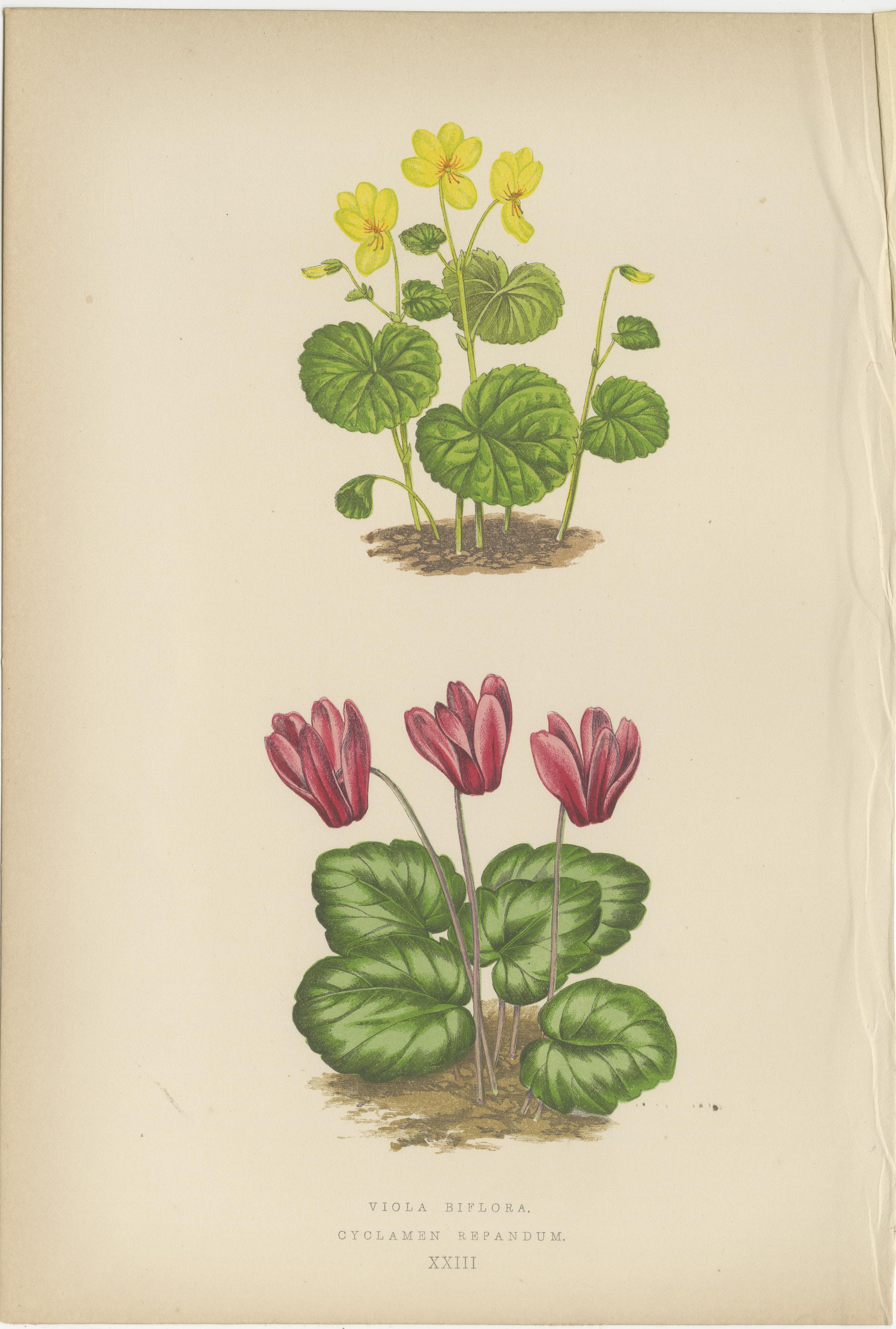 Victorian Triptych of Alpine Flowers with Gentian, Cyclamen and Sedum 1874 In Good Condition For Sale In Langweer, NL