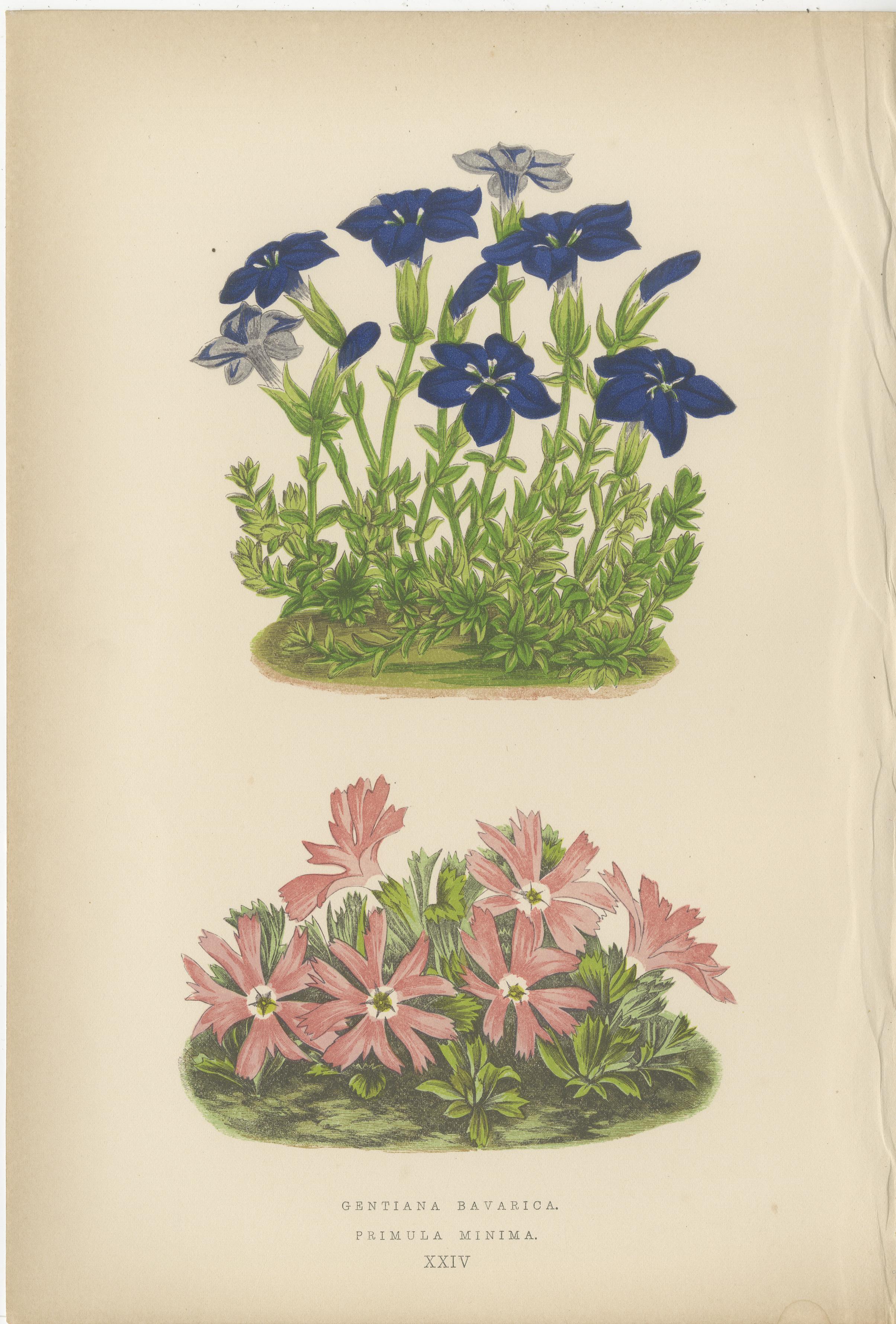 Late 19th Century Victorian Triptych of Alpine Flowers with Gentian, Cyclamen and Sedum 1874 For Sale