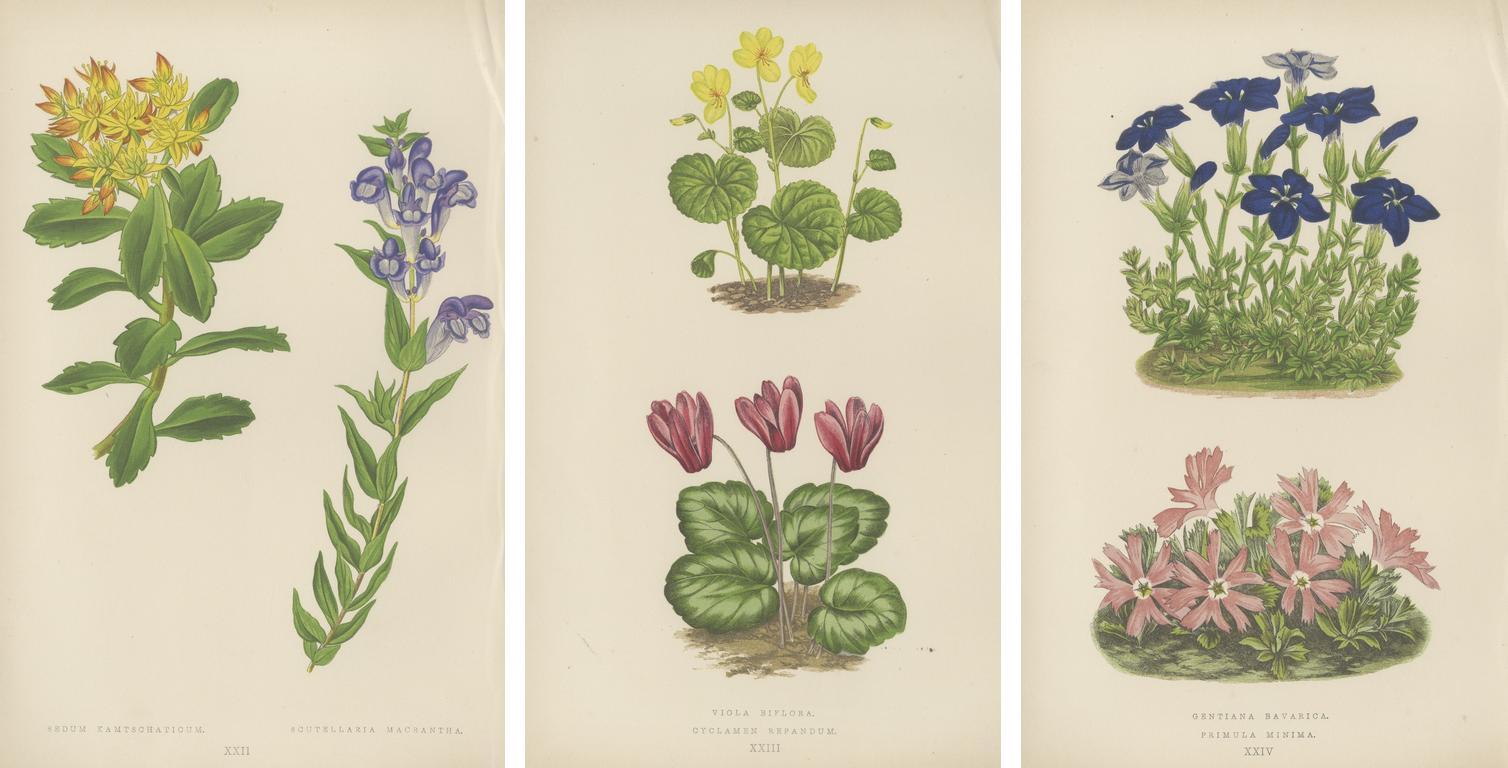 Paper Victorian Triptych of Alpine Flowers with Gentian, Cyclamen and Sedum 1874 For Sale