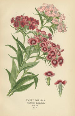 Victorian Vivids: A Floral Collection from Edward Step's Masterworks, 1896