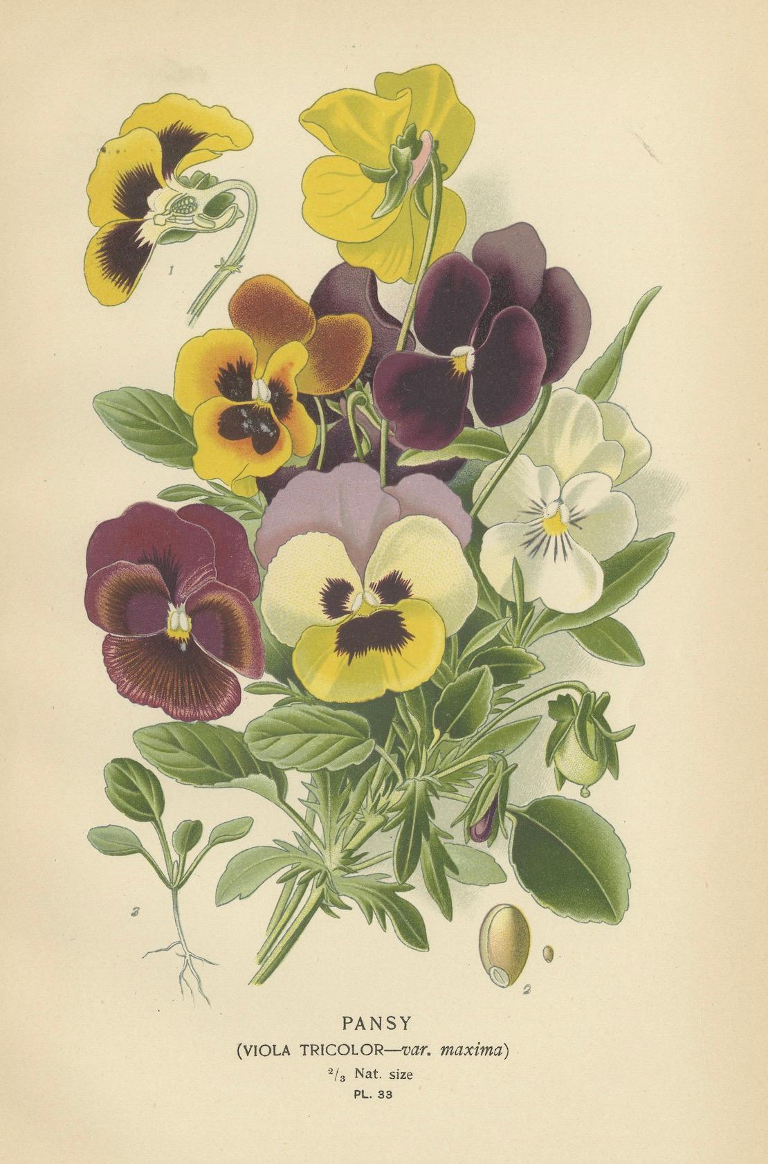 Late 19th Century Victorian Vivids: A Floral Collection from Edward Step's Masterworks, 1896  For Sale